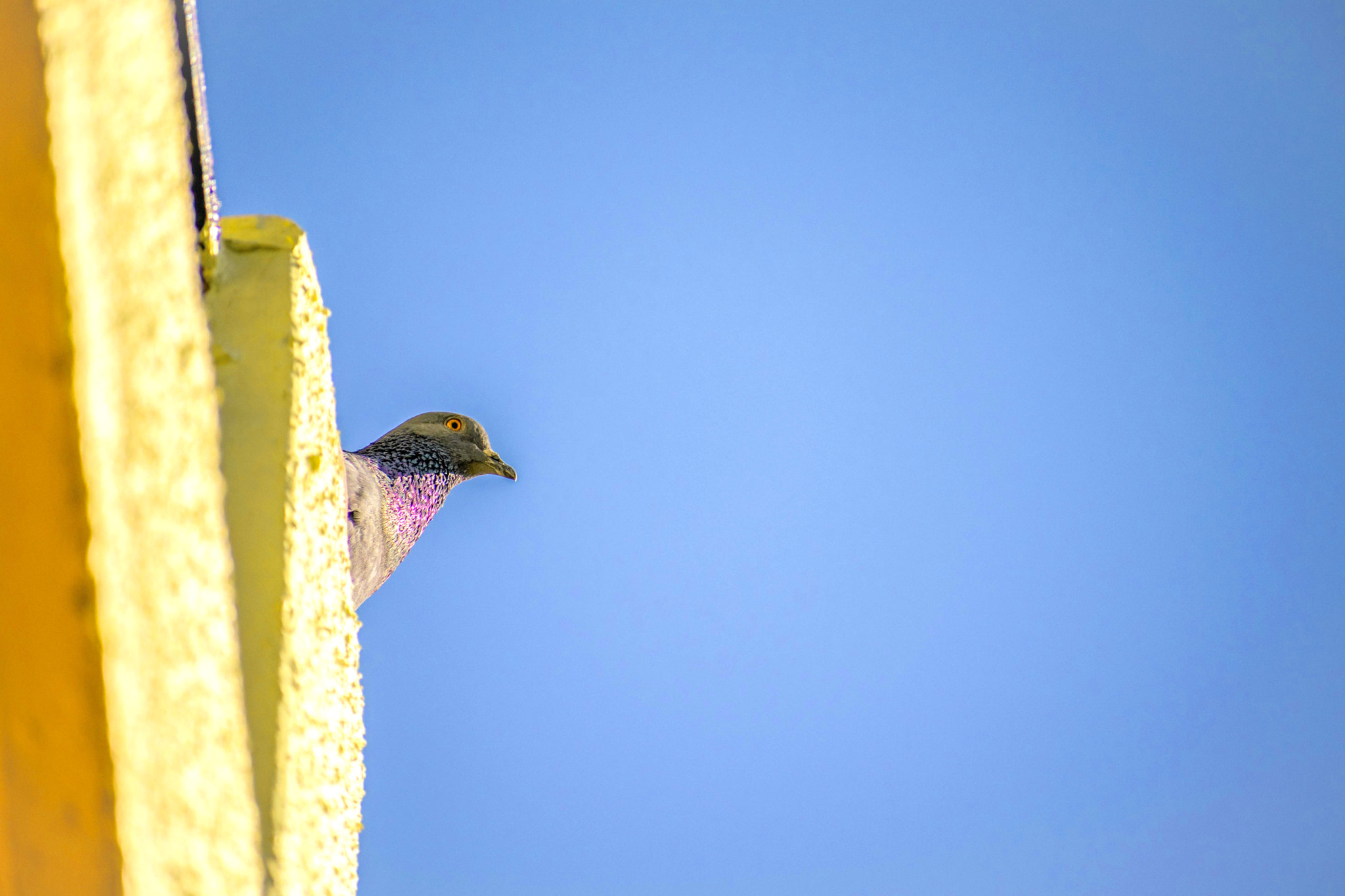 Nikon D3300 + Sigma 70-300mm F4-5.6 DG OS sample photo. Just about to fly! photography