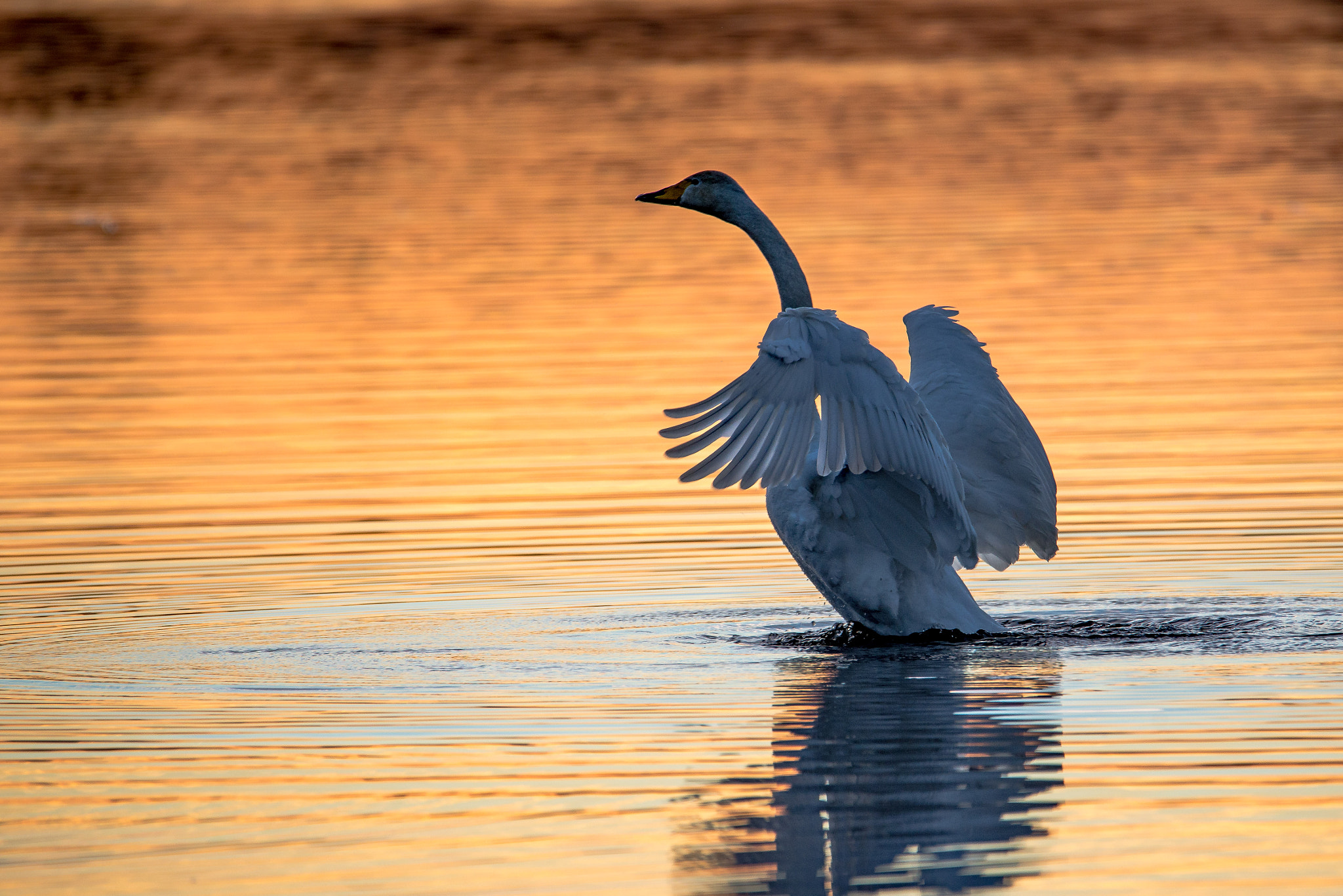 Nikon D610 + Sigma 50mm F2.8 EX DG Macro sample photo. Whooper swan photography