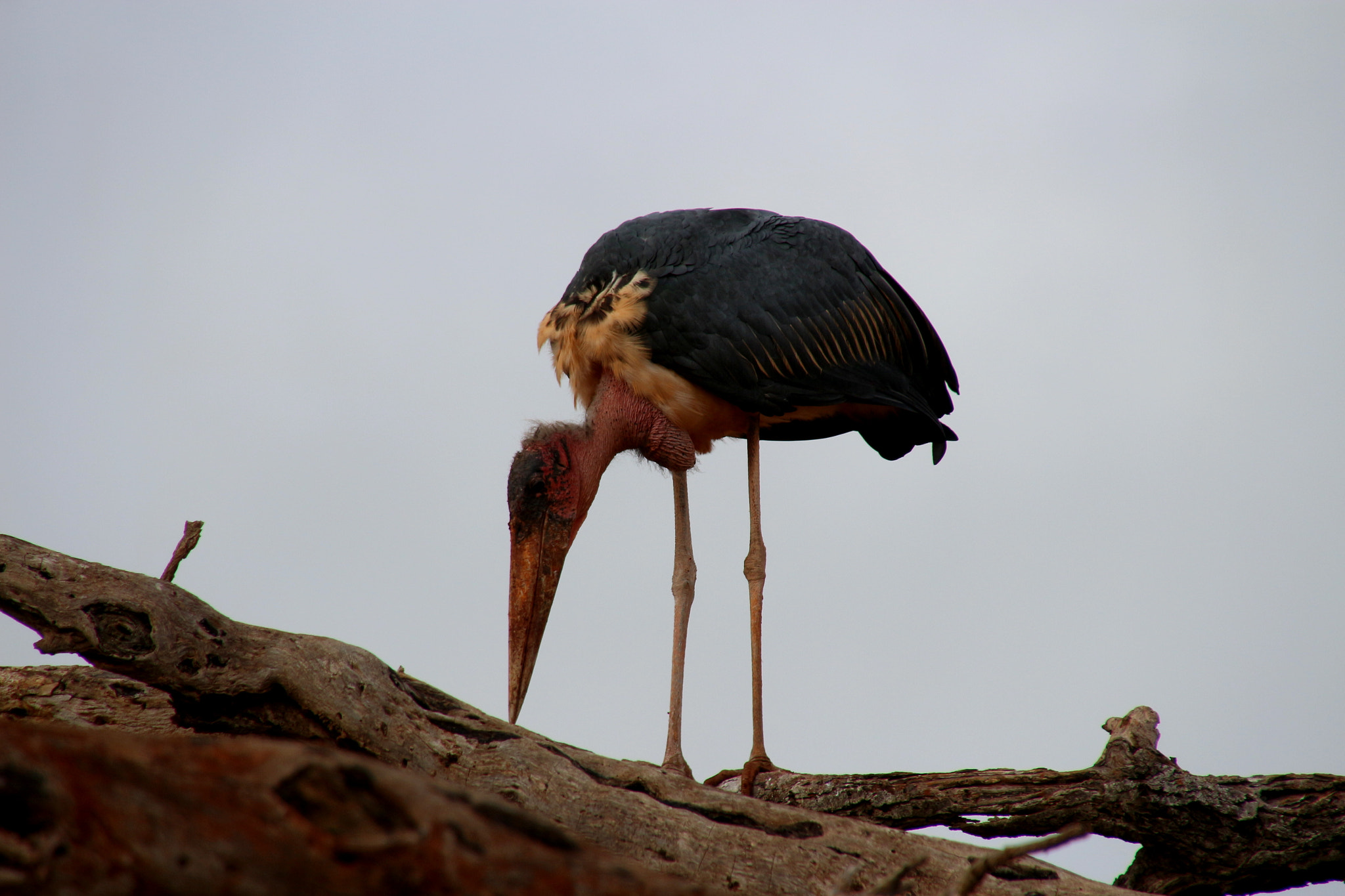 Canon EOS 650D (EOS Rebel T4i / EOS Kiss X6i) sample photo. Marabou stork photography