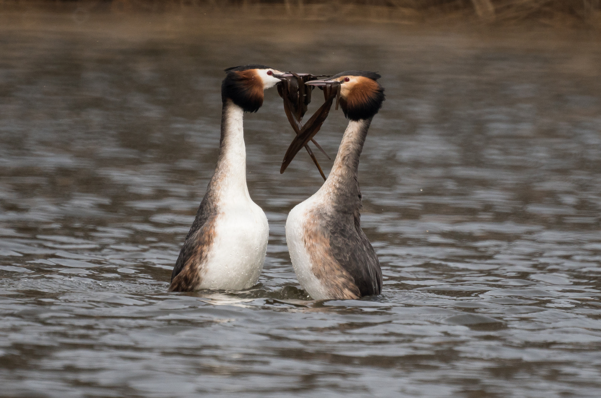 Sony 500mm F8 Reflex sample photo. Spring is in the air, grebes arena photography