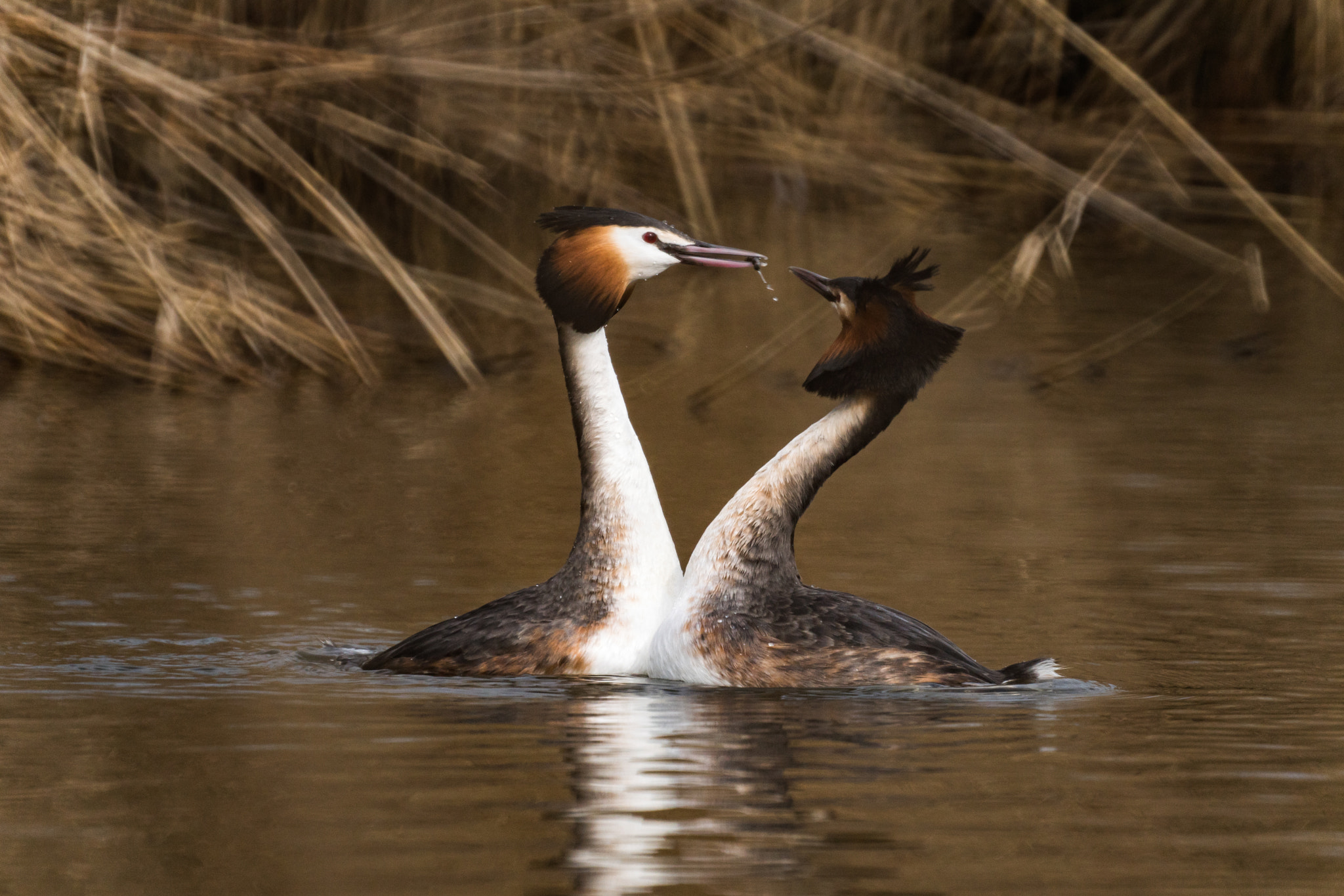 Sony a6500 + Sony 500mm F8 Reflex sample photo. Spring is in the air, grebes arena photography