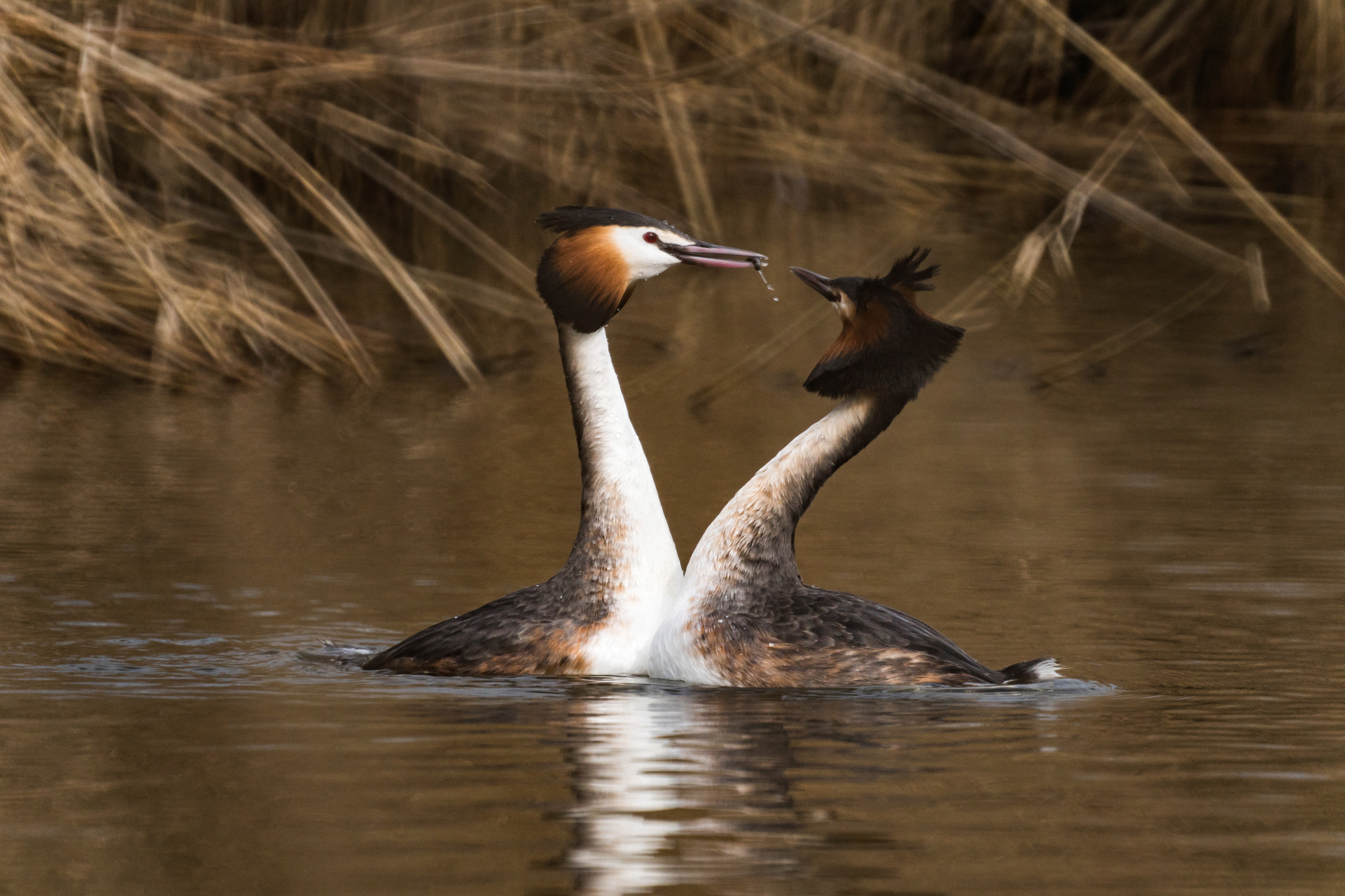 Sony 500mm F8 Reflex sample photo. Spring is in the air, grebes arena photography