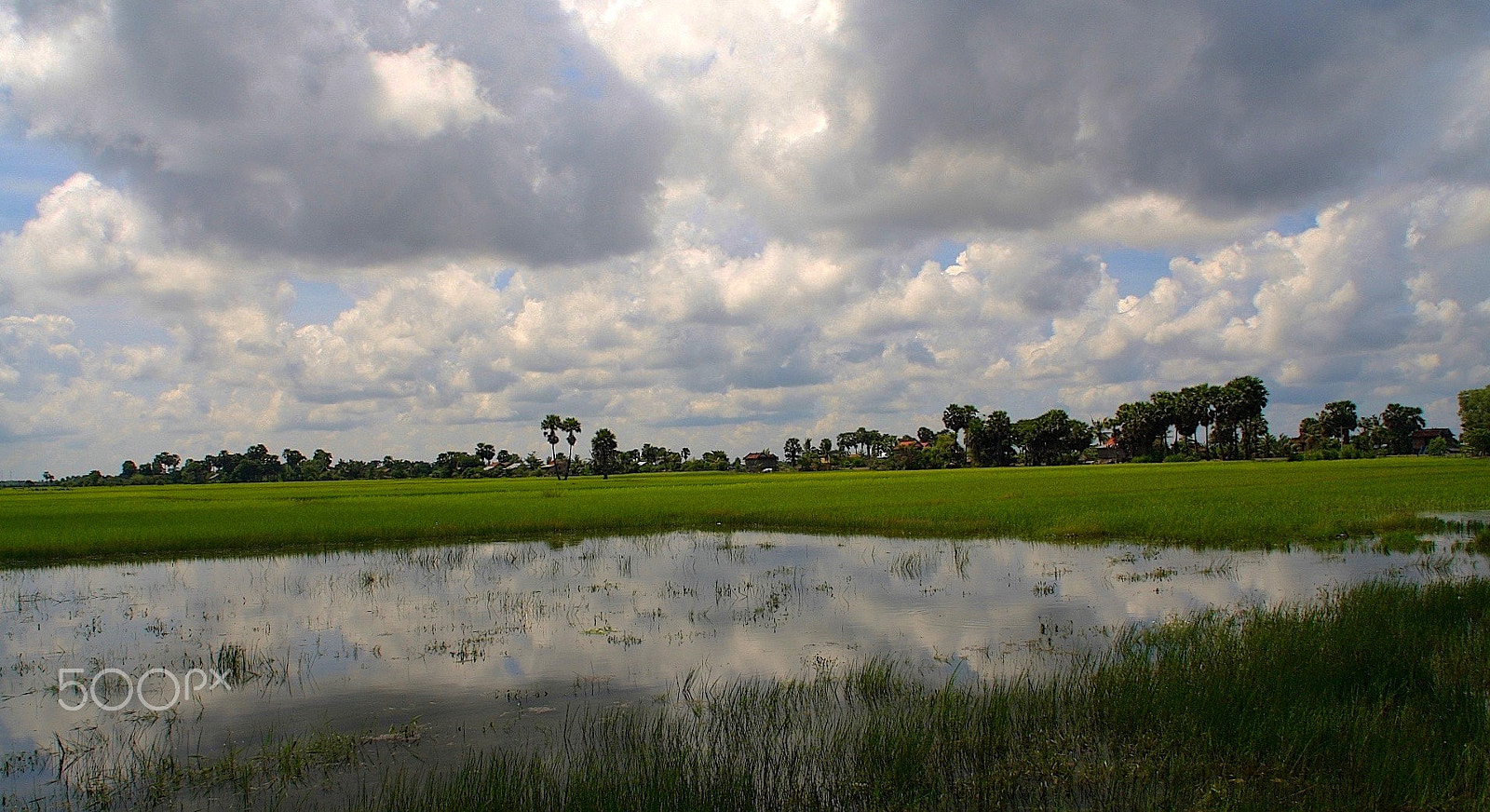 Canon EOS 40D sample photo. Rice paddies photography