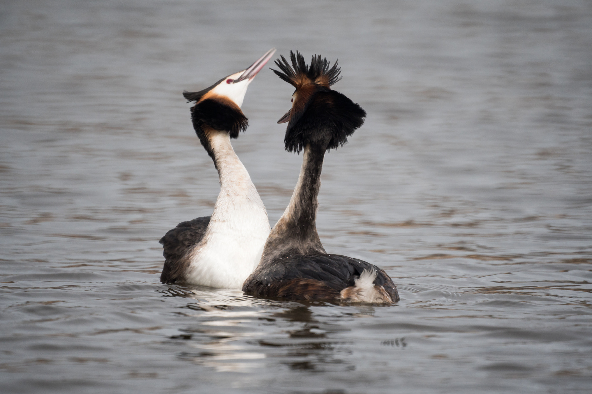 Sony 500mm F8 Reflex sample photo. Spring is in the air, grebes arena photography