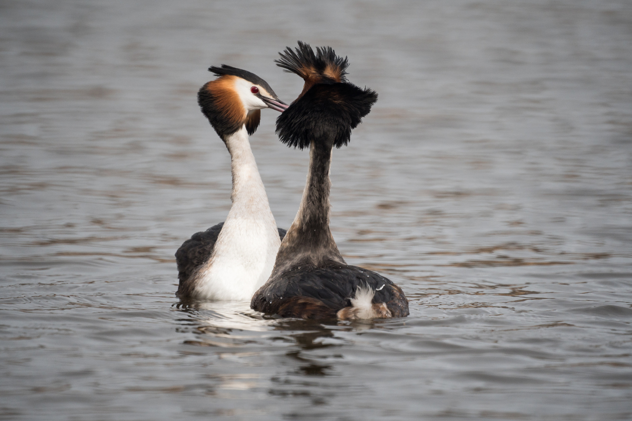 Sony 500mm F8 Reflex sample photo. Spring is in the air, grebes arena photography