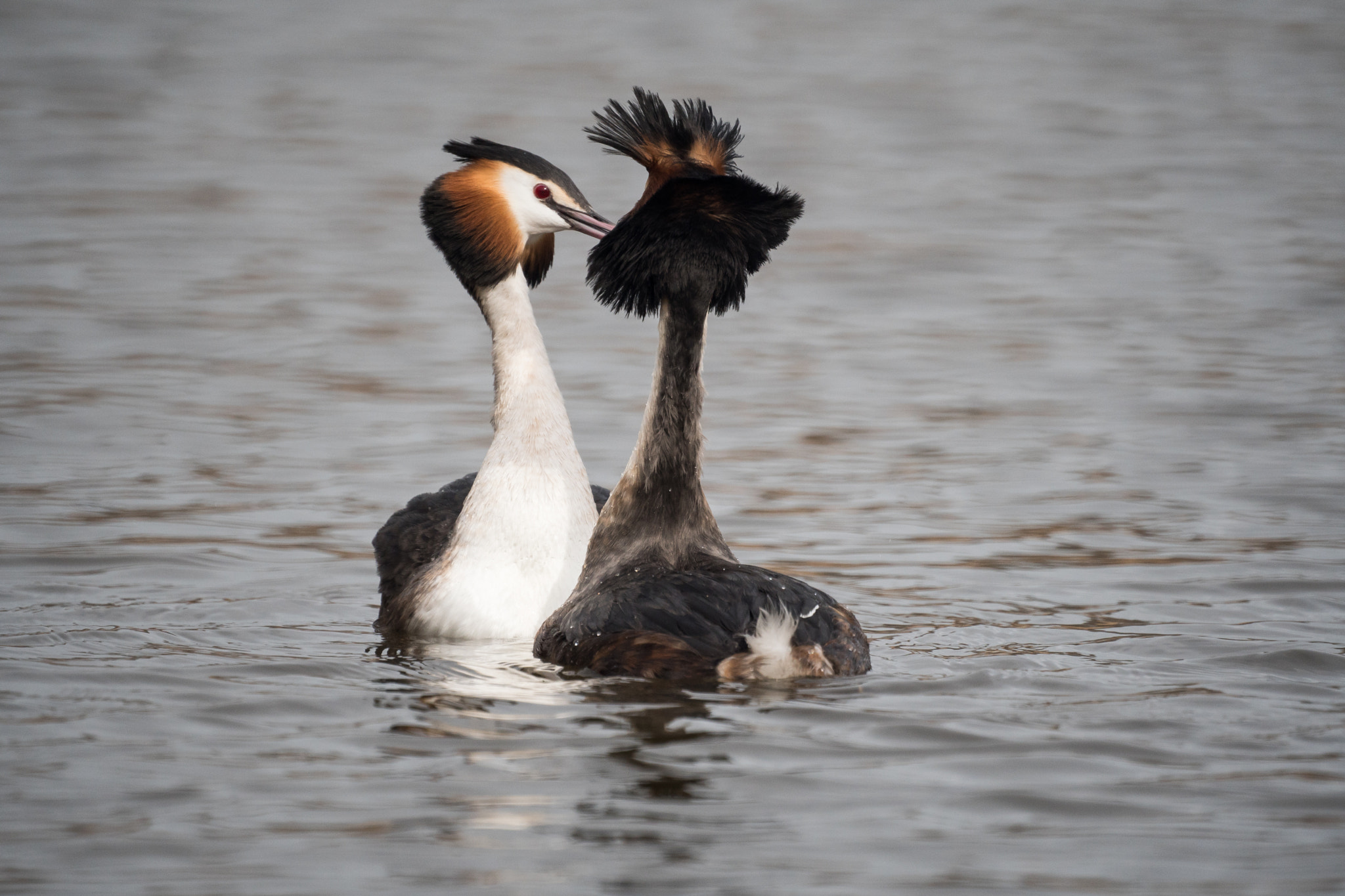 Sony 500mm F8 Reflex sample photo. Spring is in the air, grebes arena photography