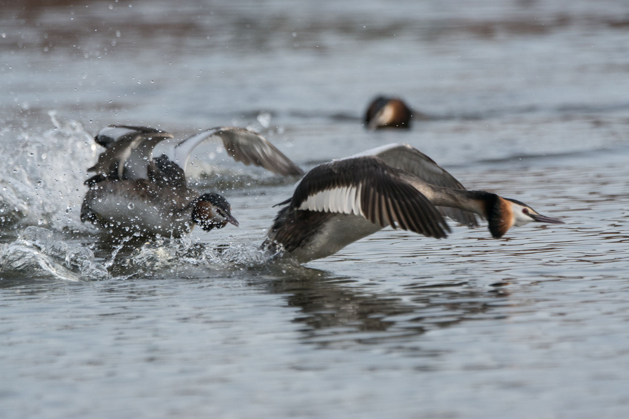 Sony ILCA-77M2 + Sony 70-400mm F4-5.6 G SSM II sample photo. Spring is in the air, grebes arena photography