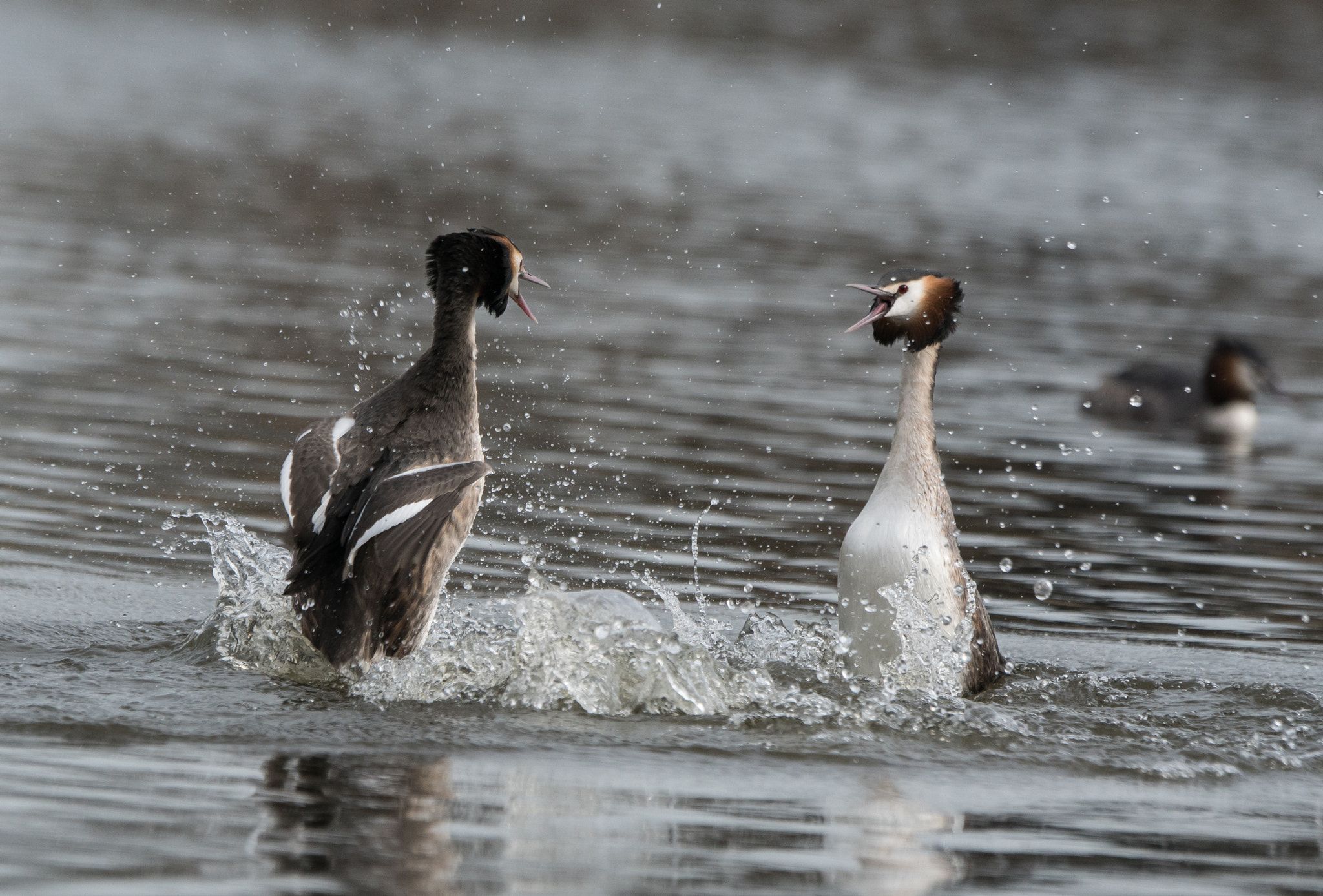 Sony ILCA-77M2 sample photo. Spring is in the air, grebes arena photography