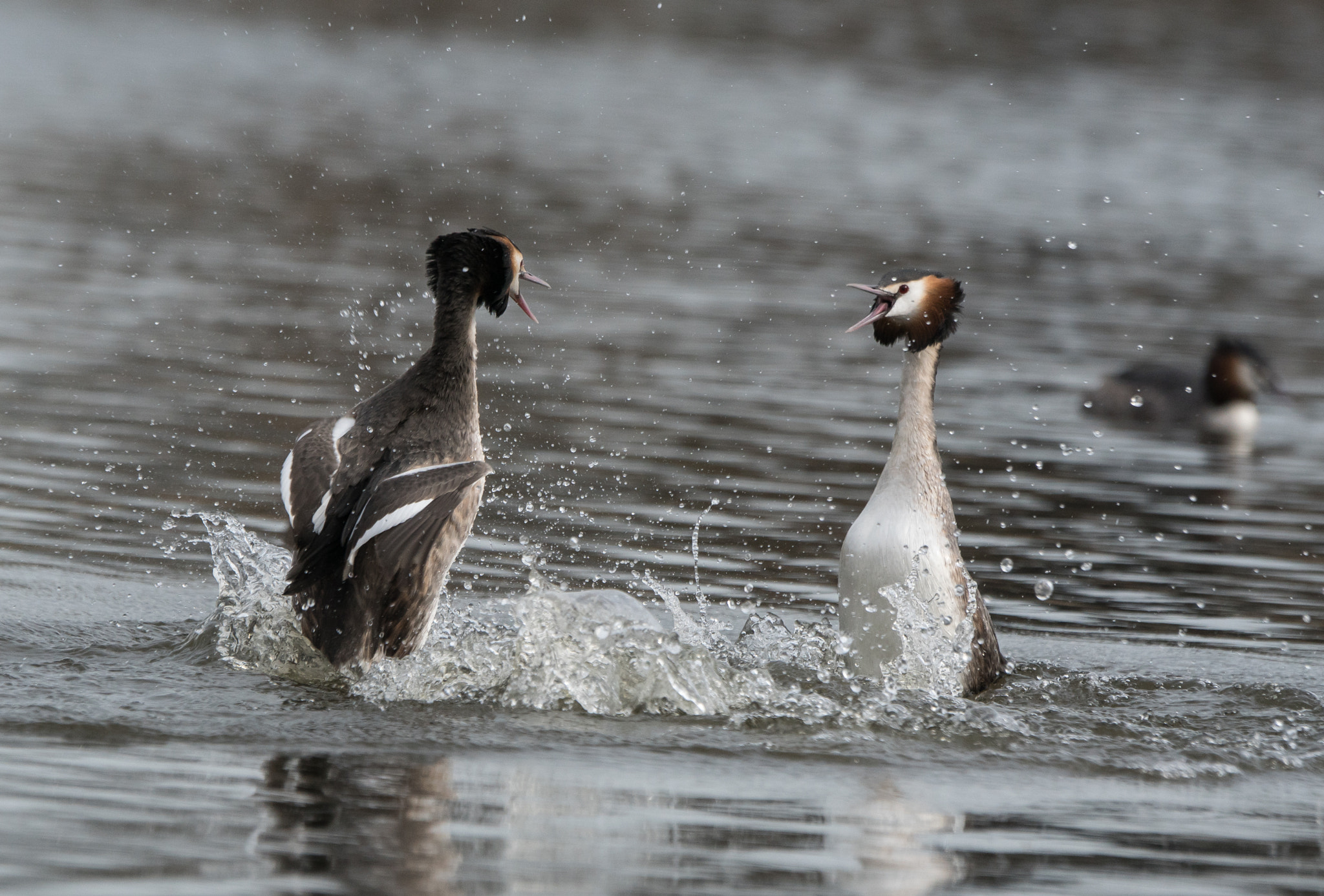 Sony ILCA-77M2 + Sony 70-400mm F4-5.6 G SSM II sample photo. Spring is in the air, grebes arena photography