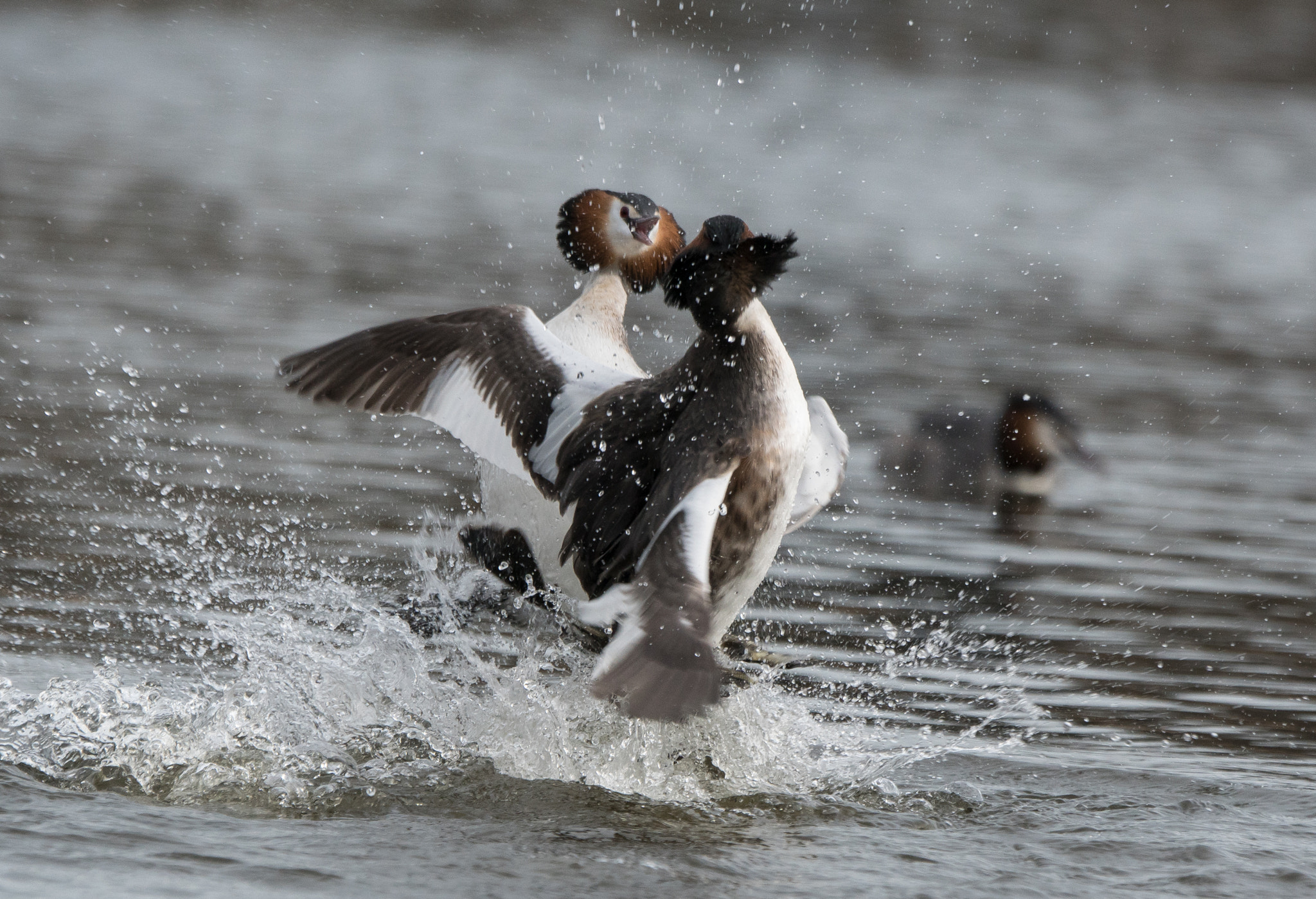 Sony ILCA-77M2 + Sony 70-400mm F4-5.6 G SSM II sample photo. Spring is in the air, grebes arena photography