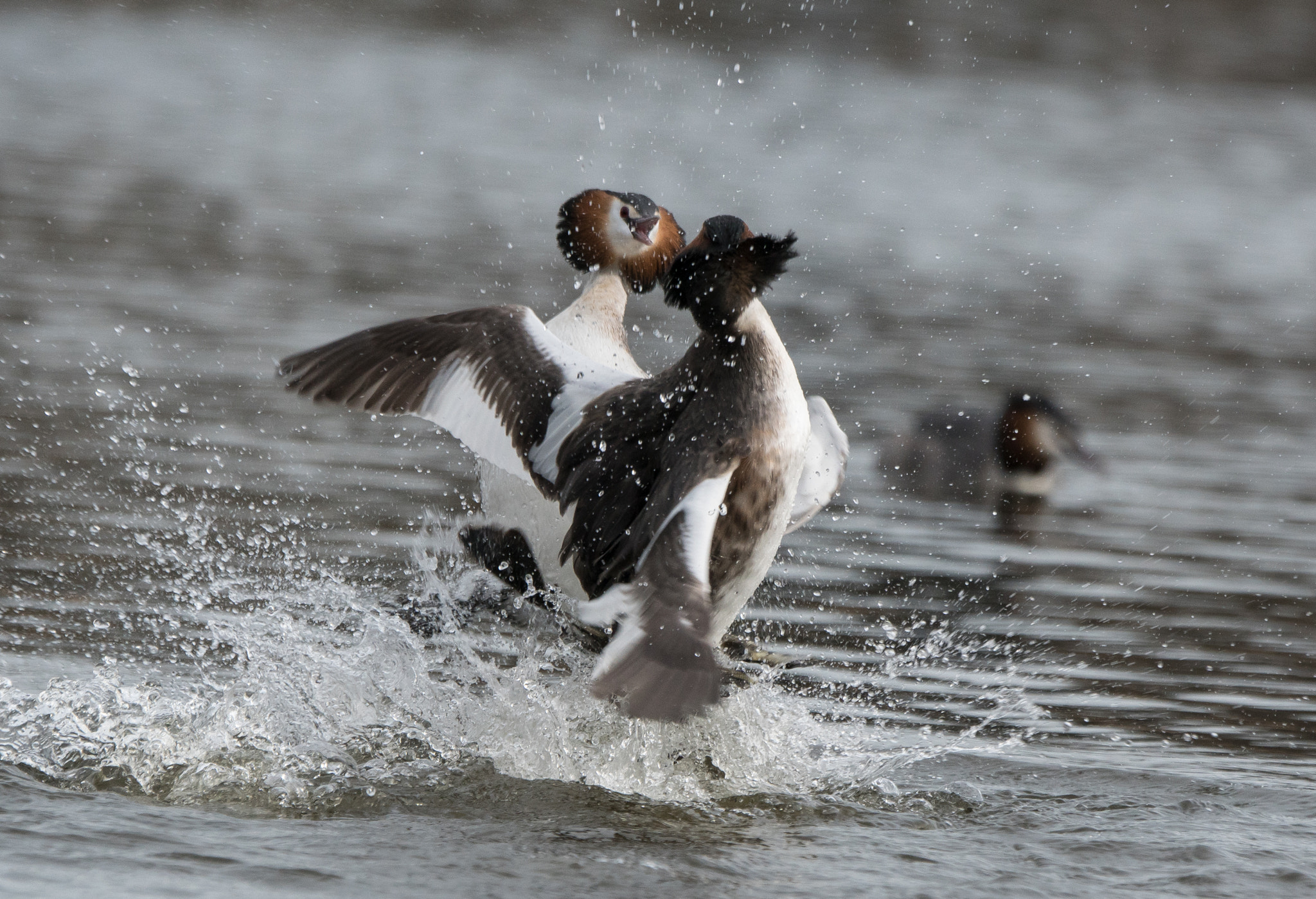 Sony 70-400mm F4-5.6 G SSM II sample photo. Spring is in the air, grebes arena photography