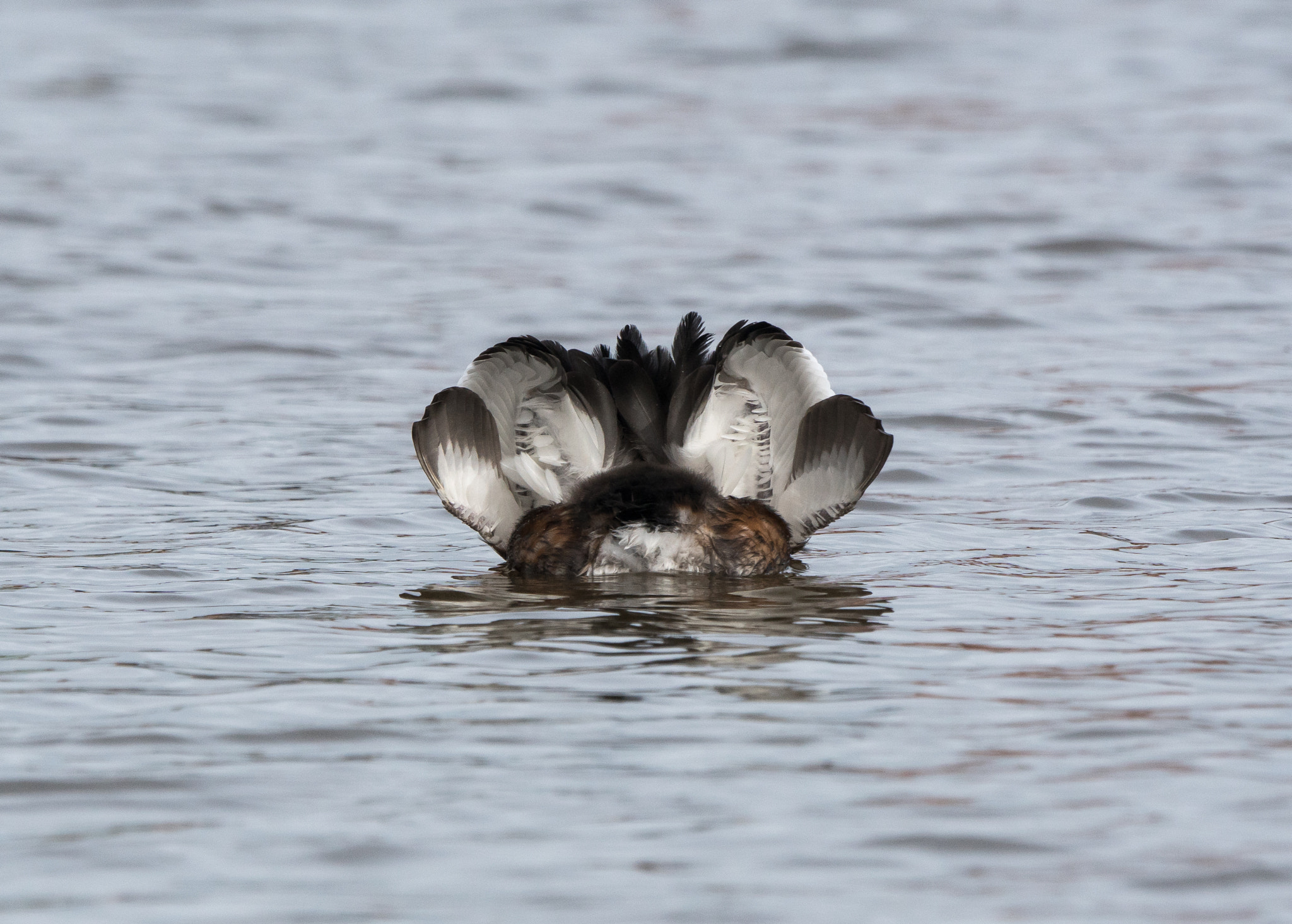 Sony 70-400mm F4-5.6 G SSM II sample photo. Spring is in the air, grebes arena photography