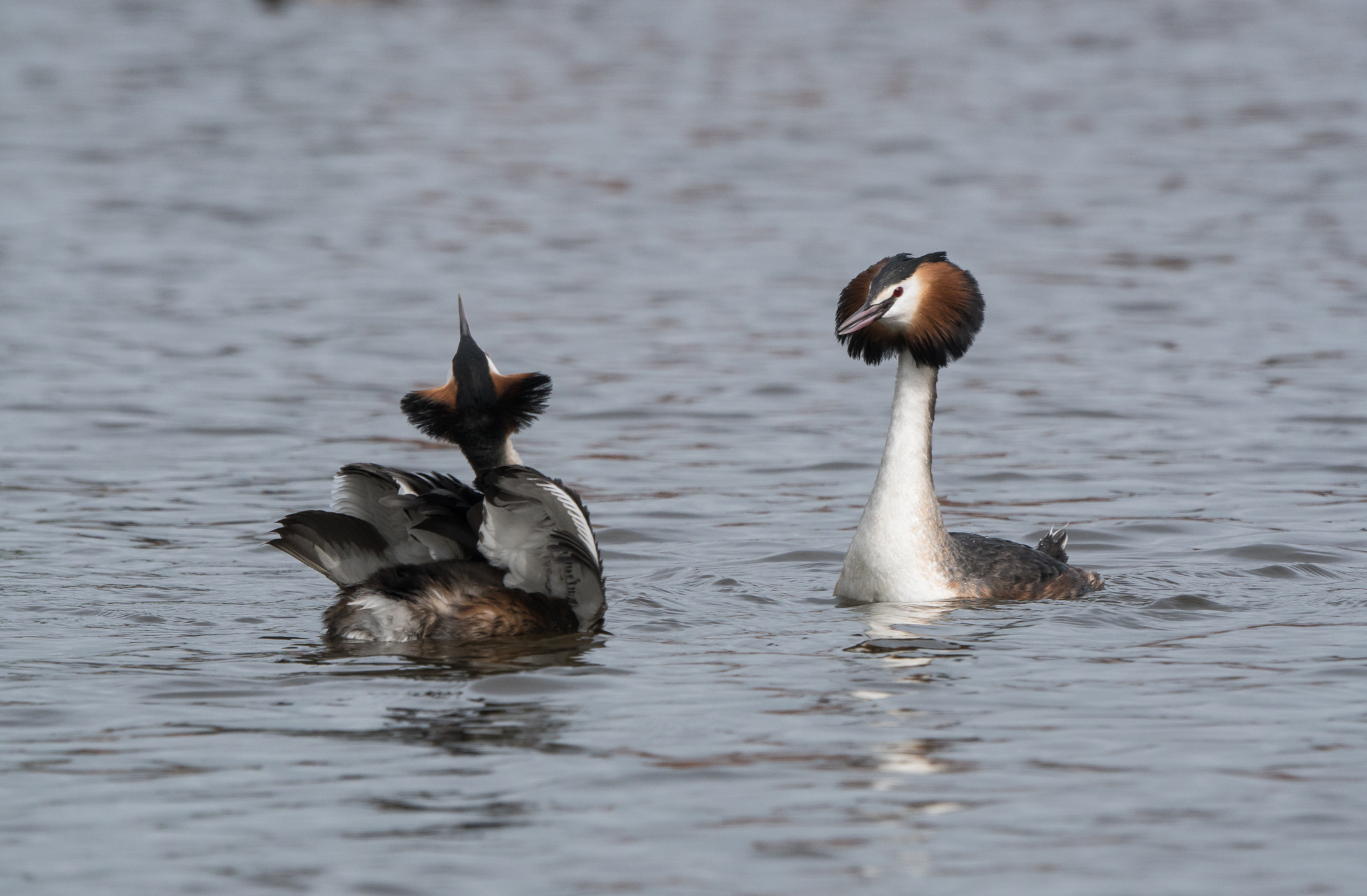 Sony ILCA-77M2 sample photo. Spring is in the air, grebes arena photography