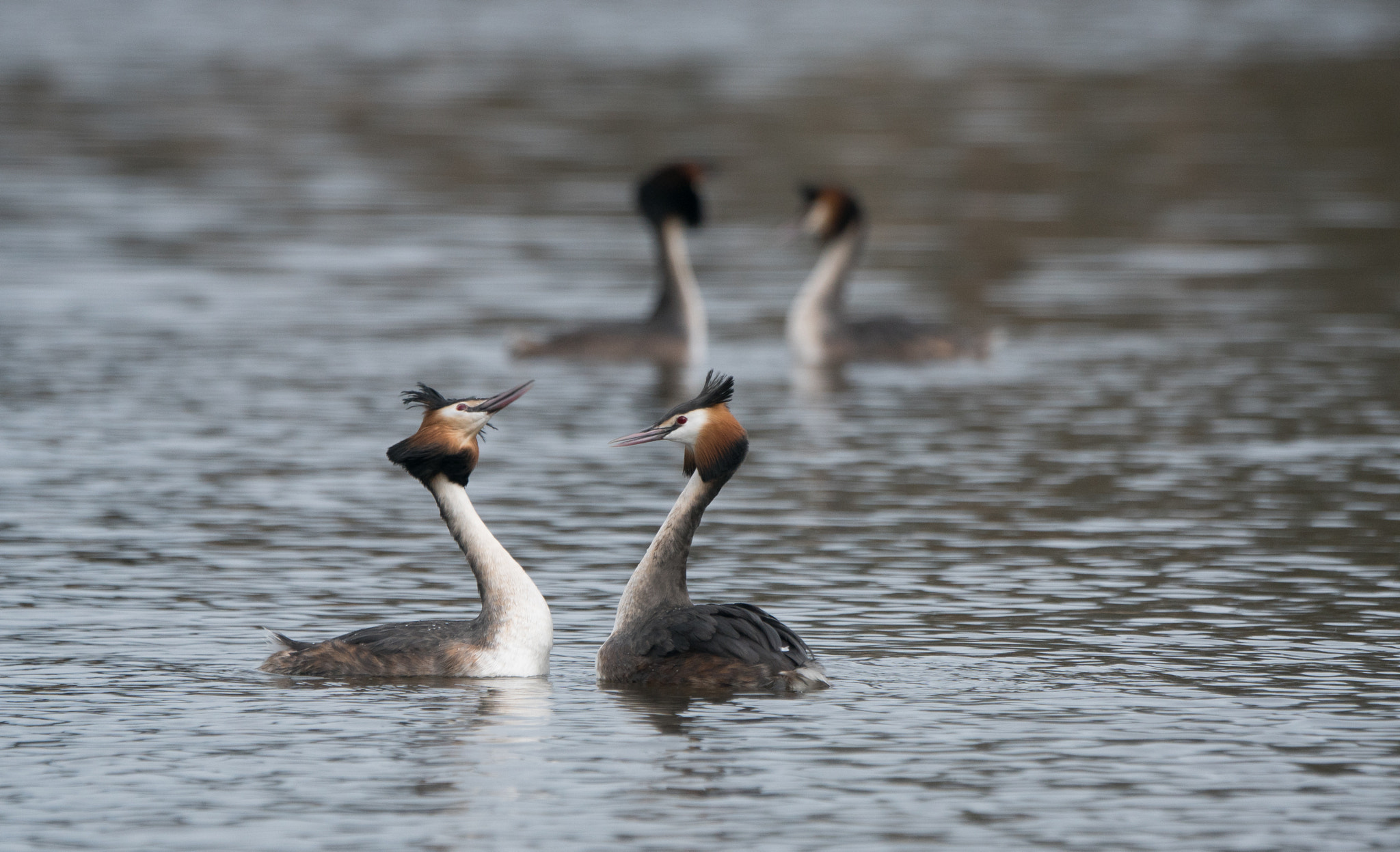 Sony ILCA-77M2 + Sony 70-400mm F4-5.6 G SSM II sample photo. Spring is in the air, grebes arena photography