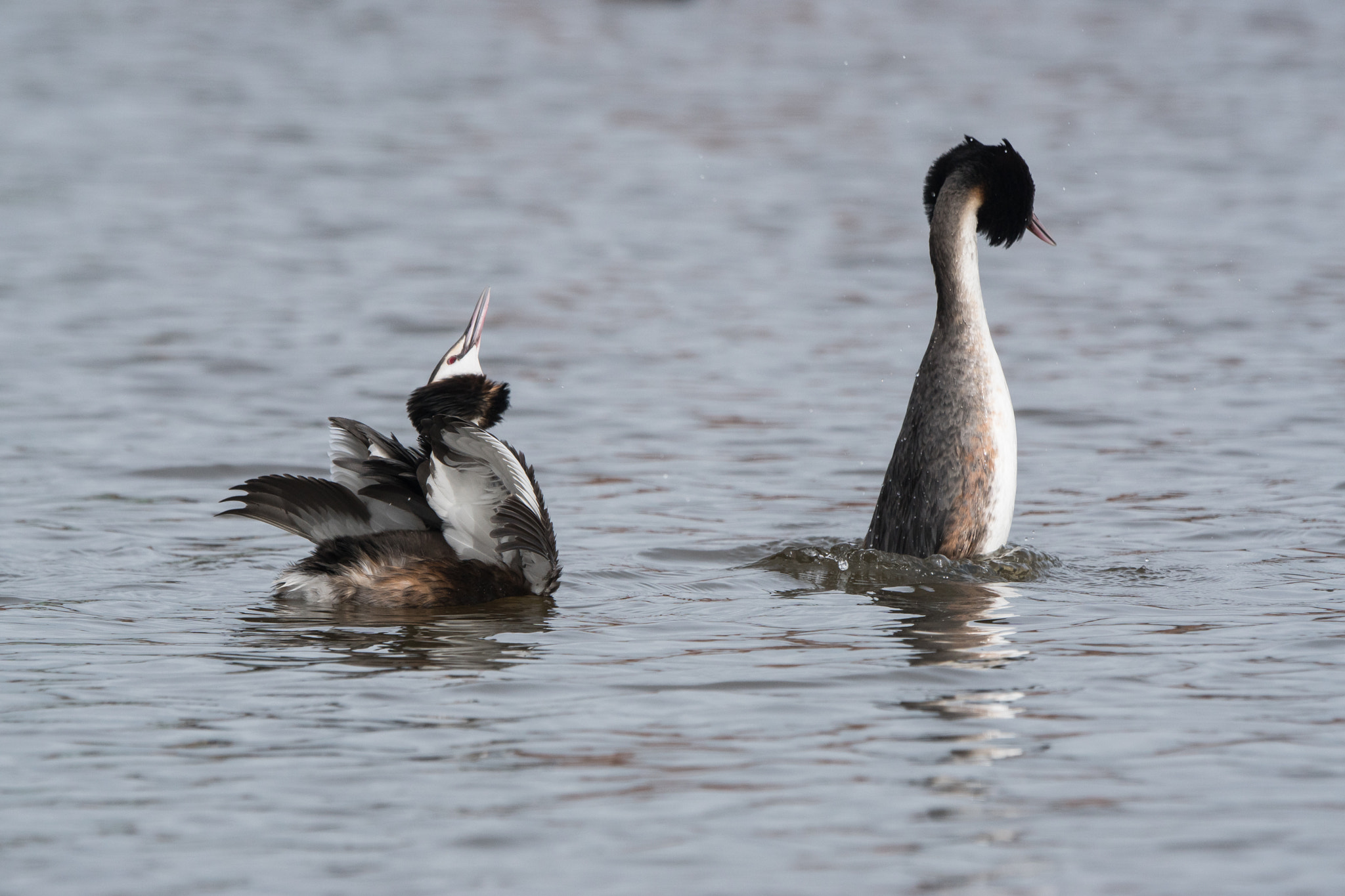 Sony 70-400mm F4-5.6 G SSM II sample photo. Spring is in the air, grebes arena photography