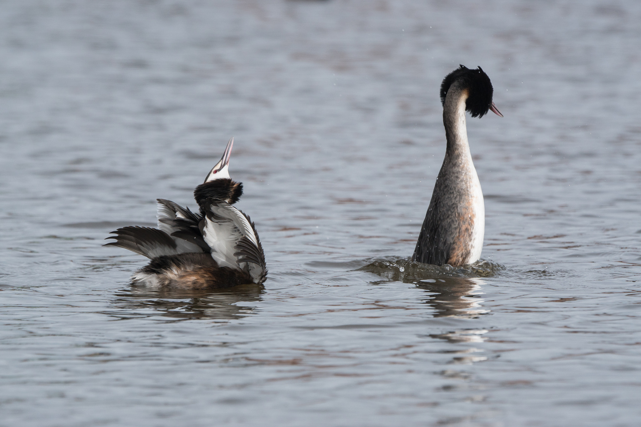 Sony ILCA-77M2 + Sony 70-400mm F4-5.6 G SSM II sample photo. Spring is in the air, grebes arena photography