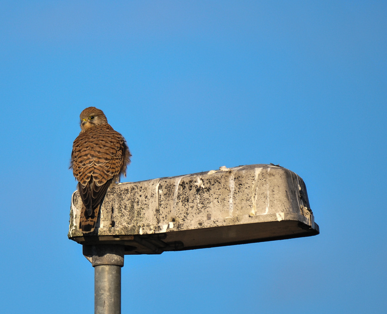 Nikon D300 + Nikon AF-S Nikkor 200-400mm F4G ED-IF VR sample photo. I am watching you photography