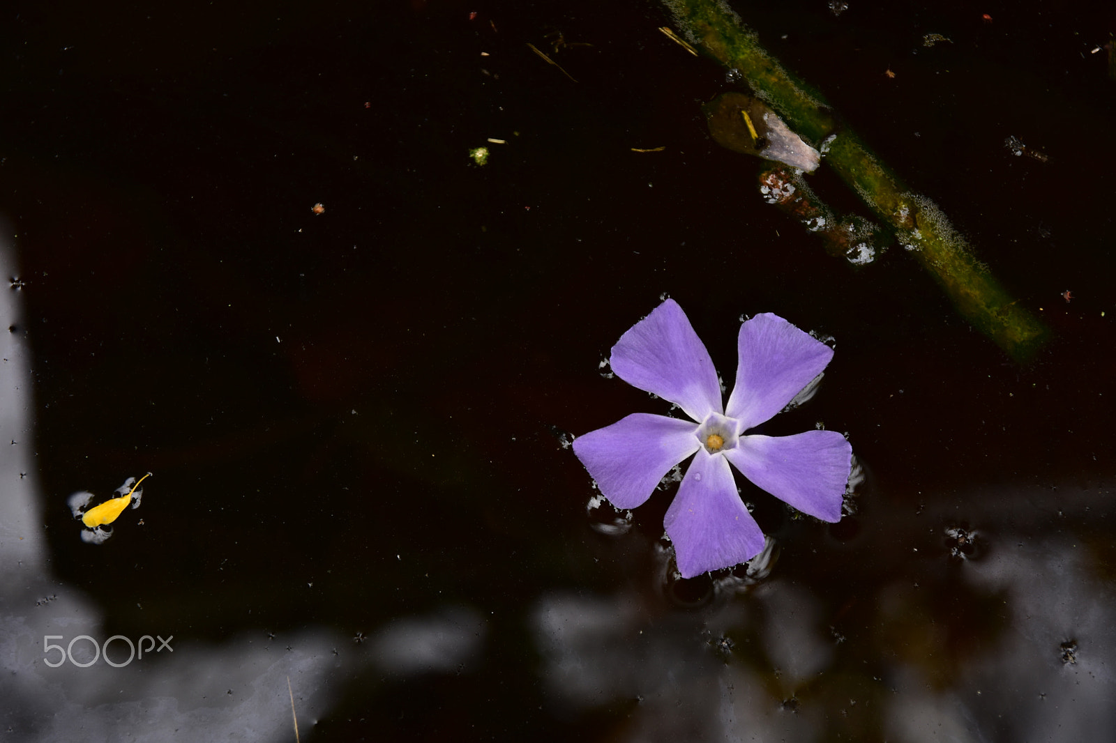 Sigma 17-70mm F2.8-4 DC Macro OS HSM | C sample photo. Estanque photography