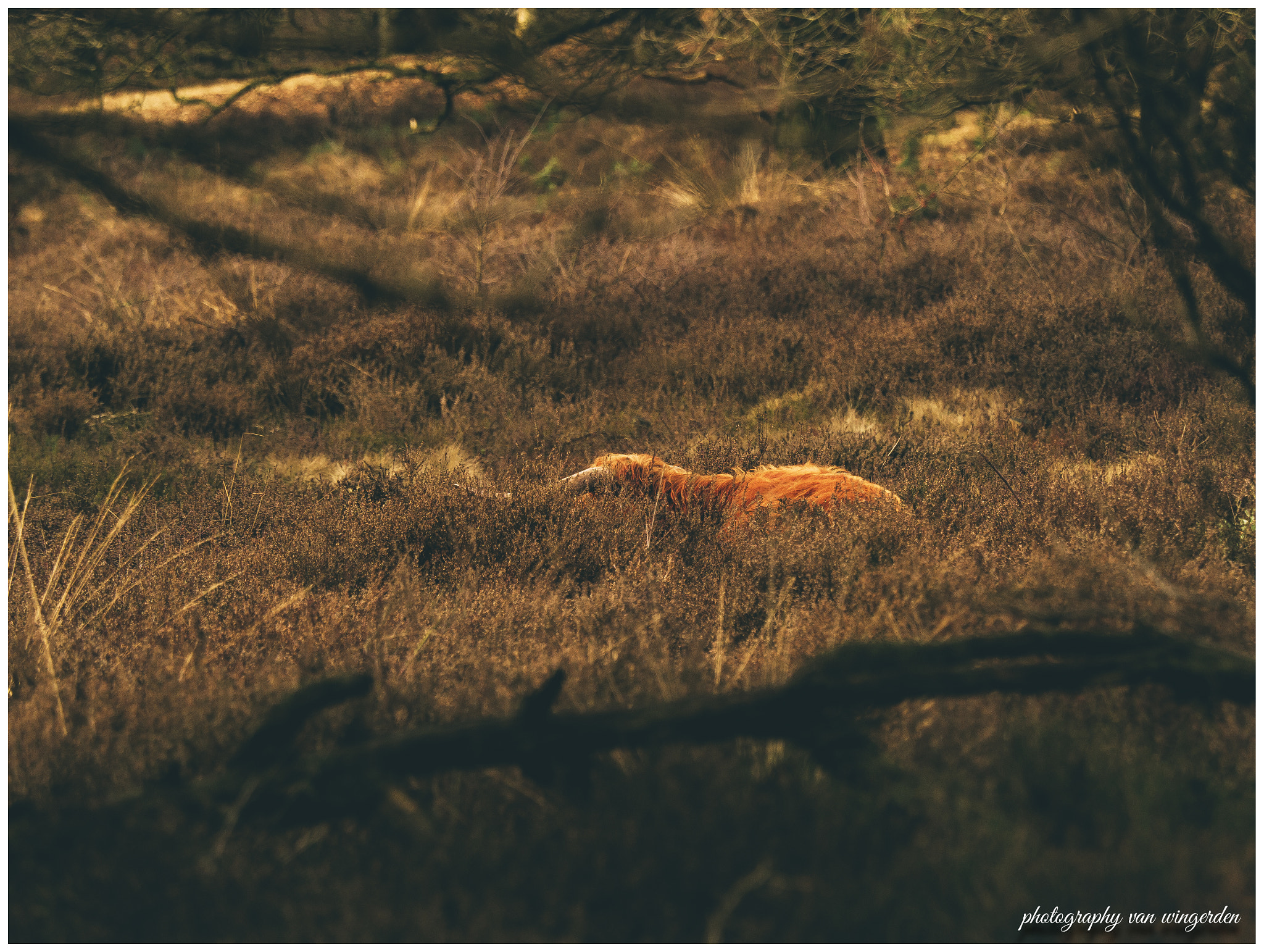 Olympus OM-D E-M1 Mark II + Olympus M.Zuiko Digital ED 40-150mm F2.8 Pro sample photo. Schots-gaelisch photography