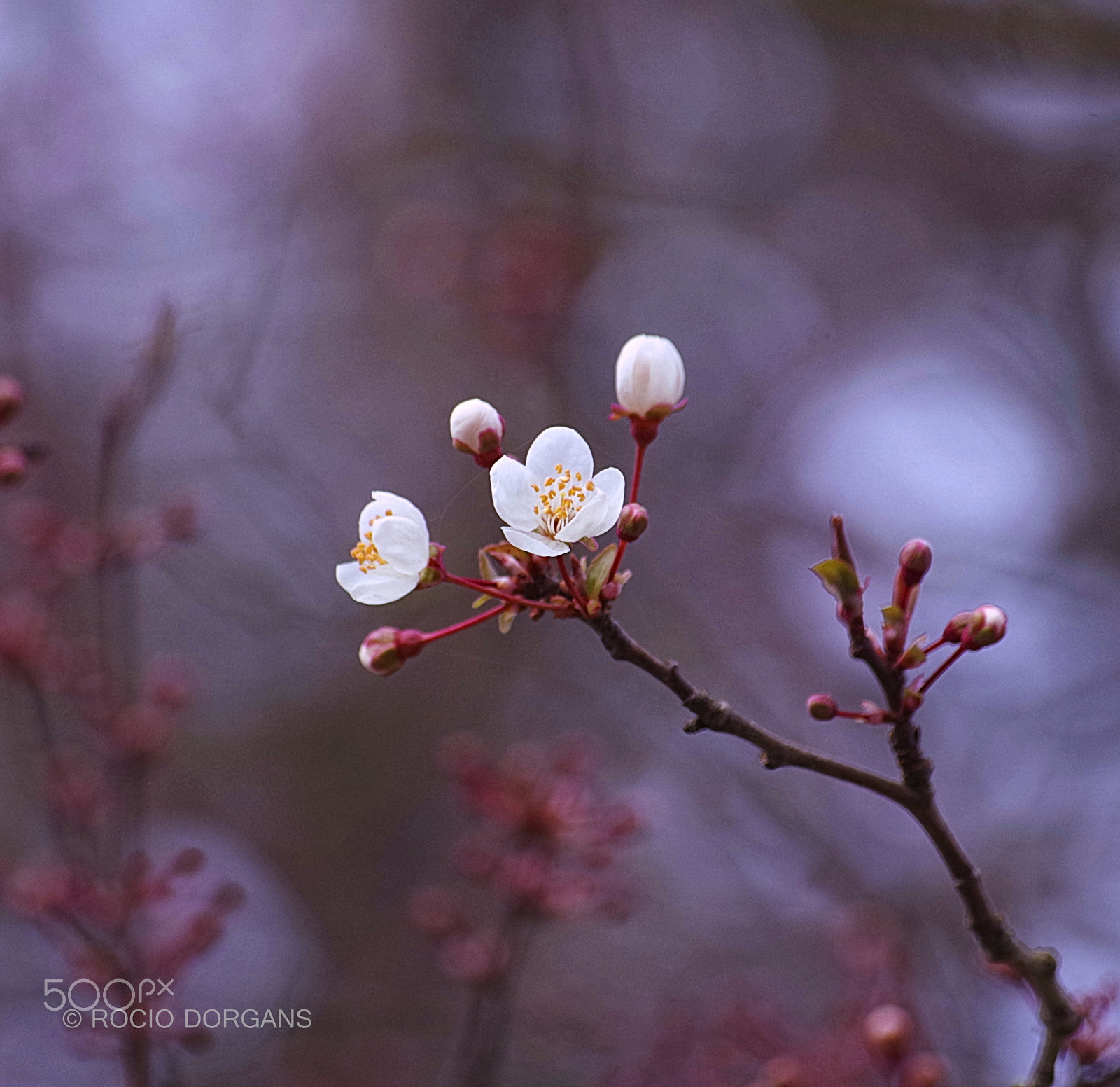 smc PENTAX-DA L 50-200mm F4-5.6 ED sample photo. Igp photography