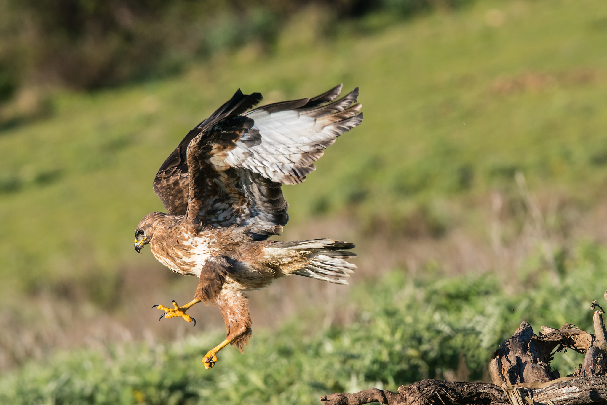 Sony 300mm F2.8 G SSM II sample photo. Take-off photography