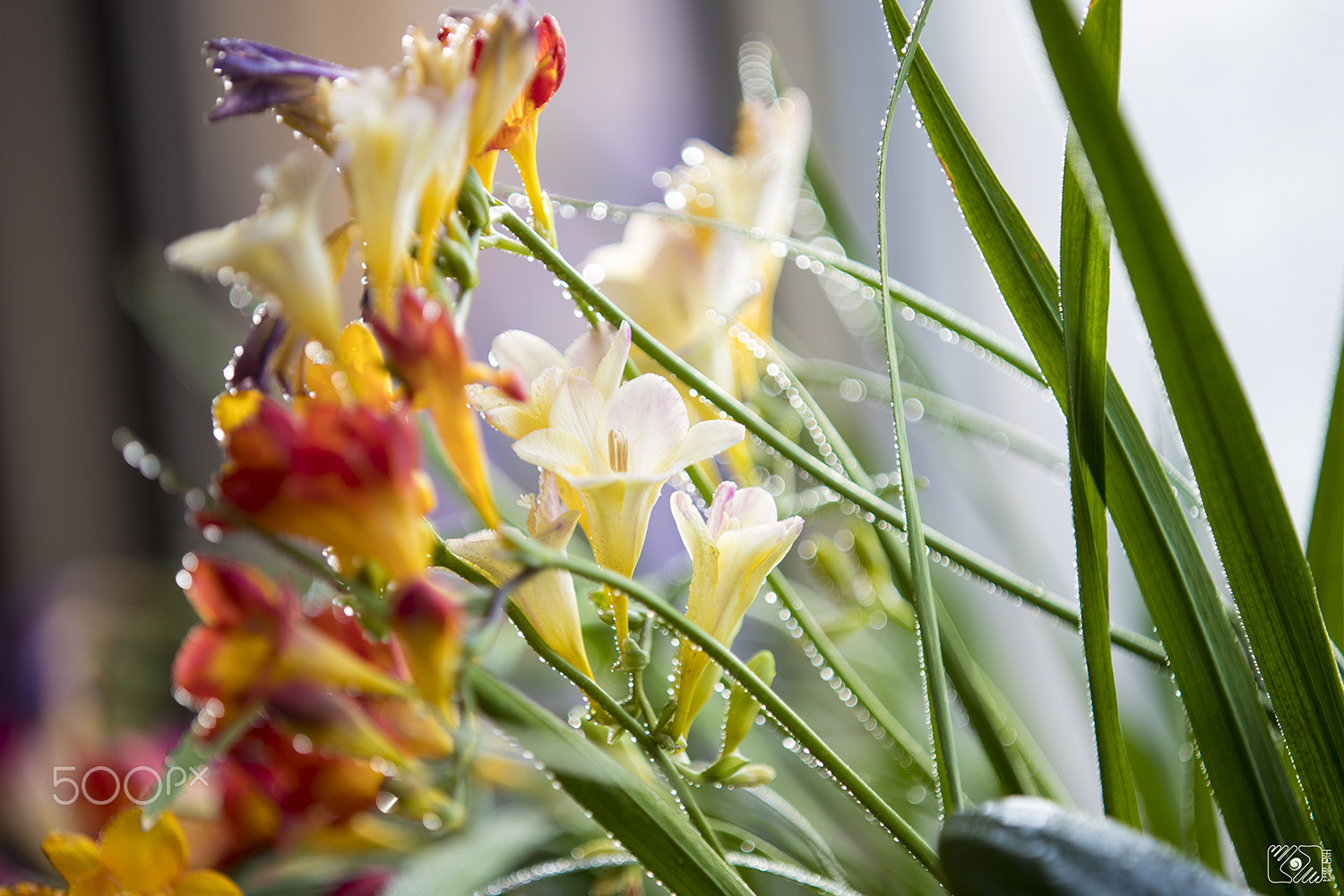 Canon EOS-1D X Mark II sample photo. 阳台春色 photography