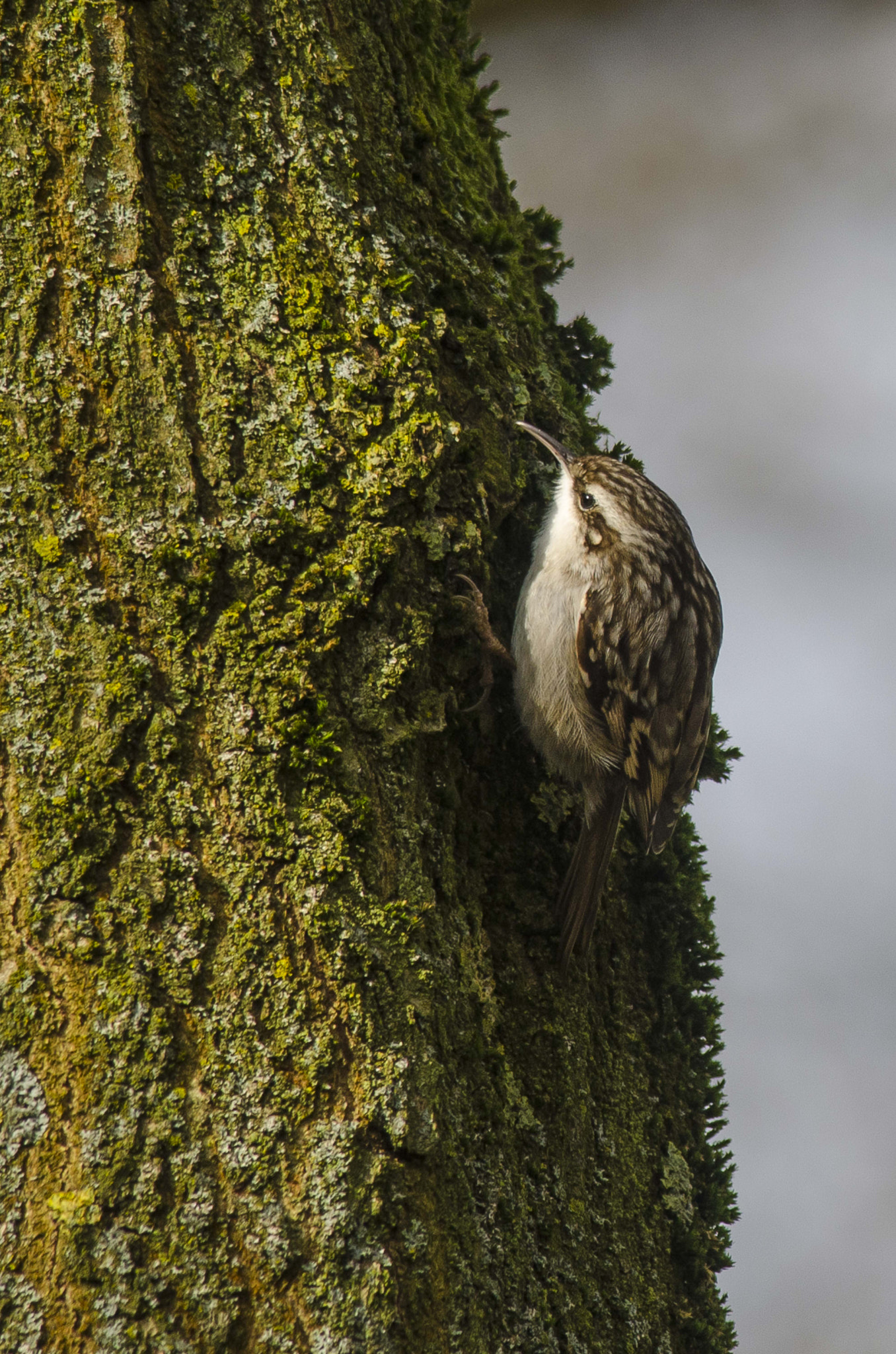 Nikon D7000 + Nikon AF-S Nikkor 300mm F4D ED-IF sample photo. Free tree-climber photography