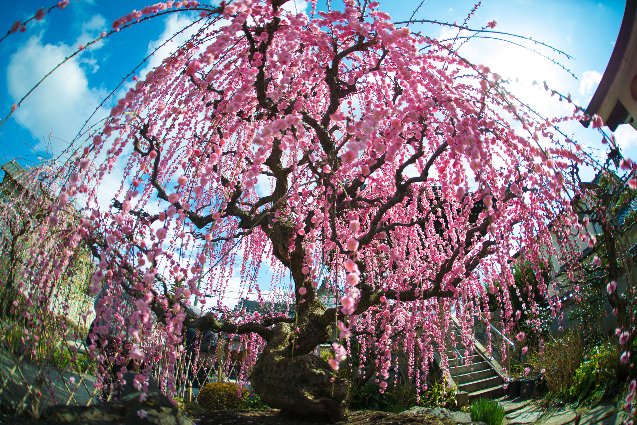 Sigma 15mm F2.8 EX DG Diagonal Fisheye sample photo. Plum photography