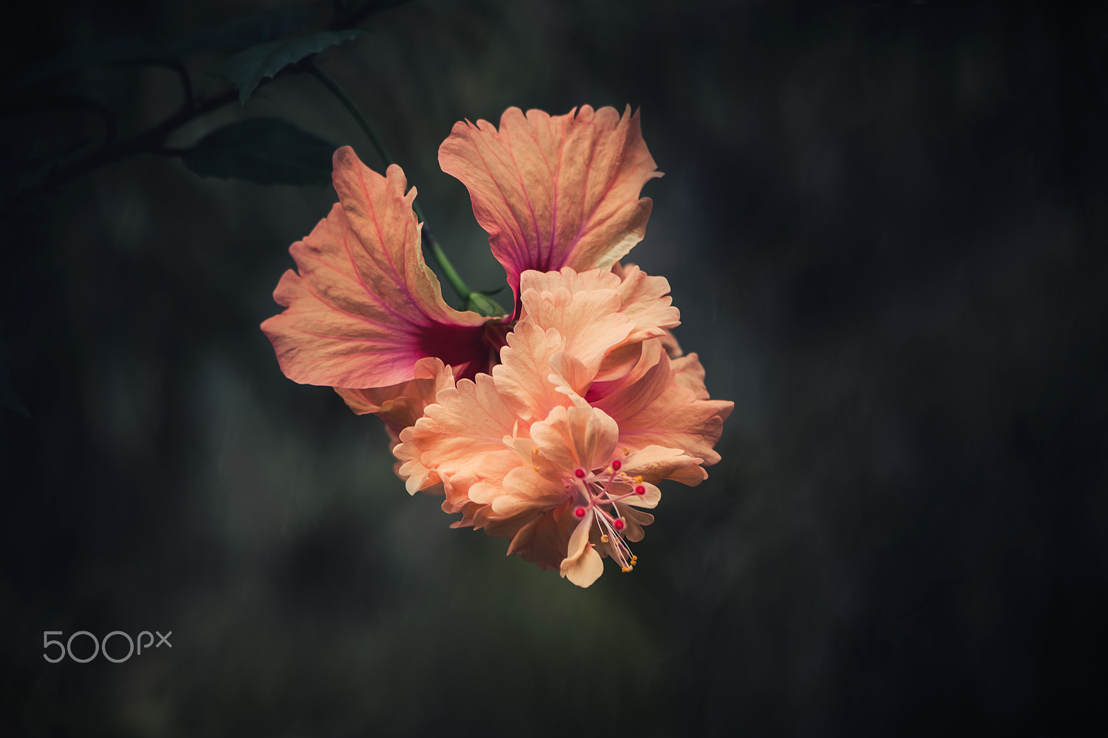 Nikon AF-S Micro-Nikkor 105mm F2.8G IF-ED VR sample photo. Hibiscus mood photography