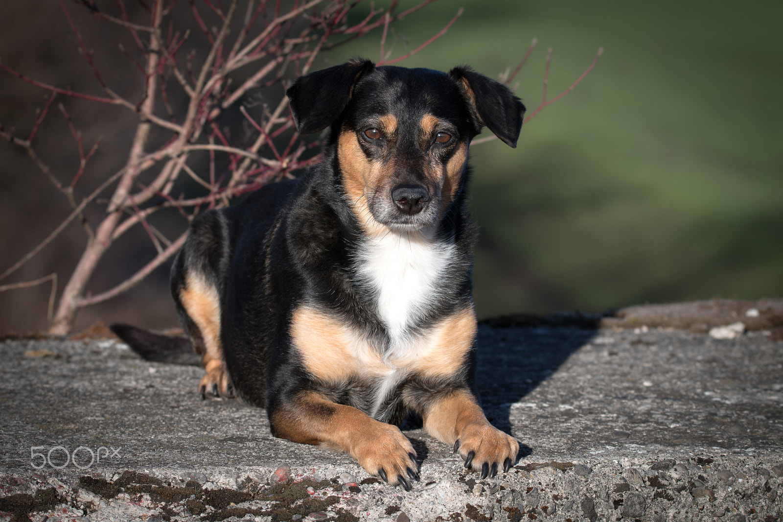 Sigma 150-600mm F5-6.3 DG OS HSM | S sample photo. Kira in the sun photography
