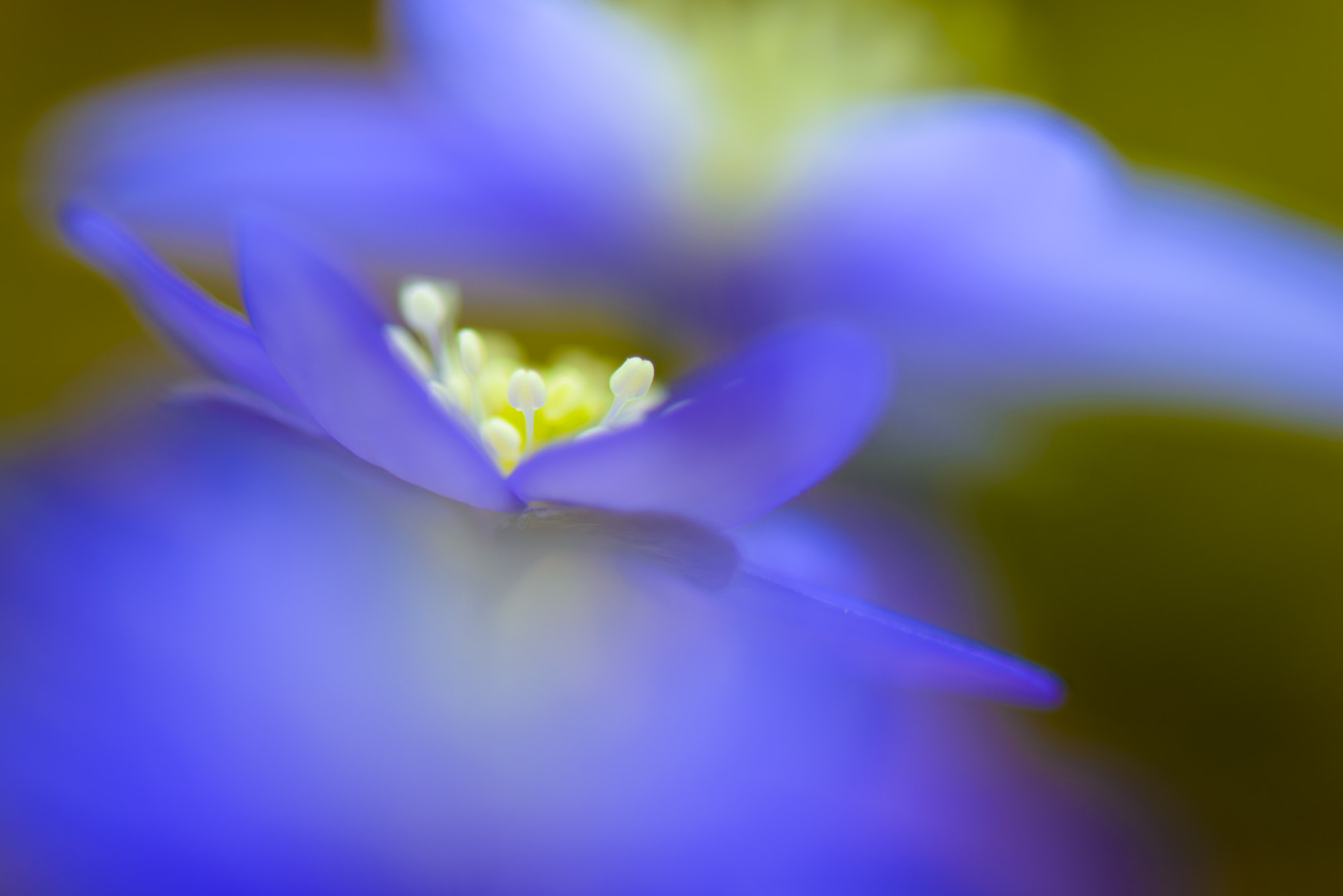 Nikon AF-S Micro-Nikkor 105mm F2.8G IF-ED VR sample photo. It starts again photography