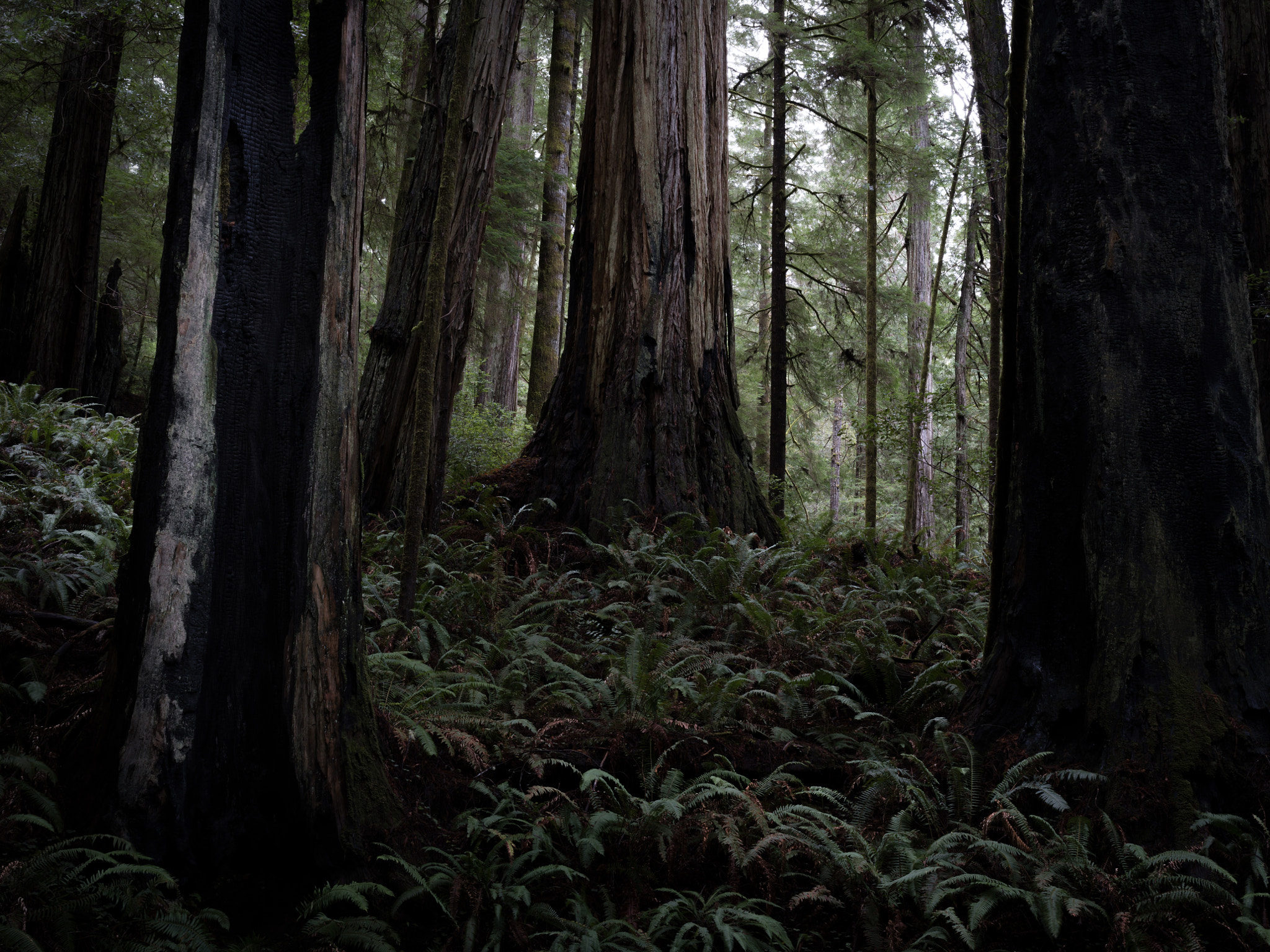 Pentax 645Z sample photo. Coast redwood photography