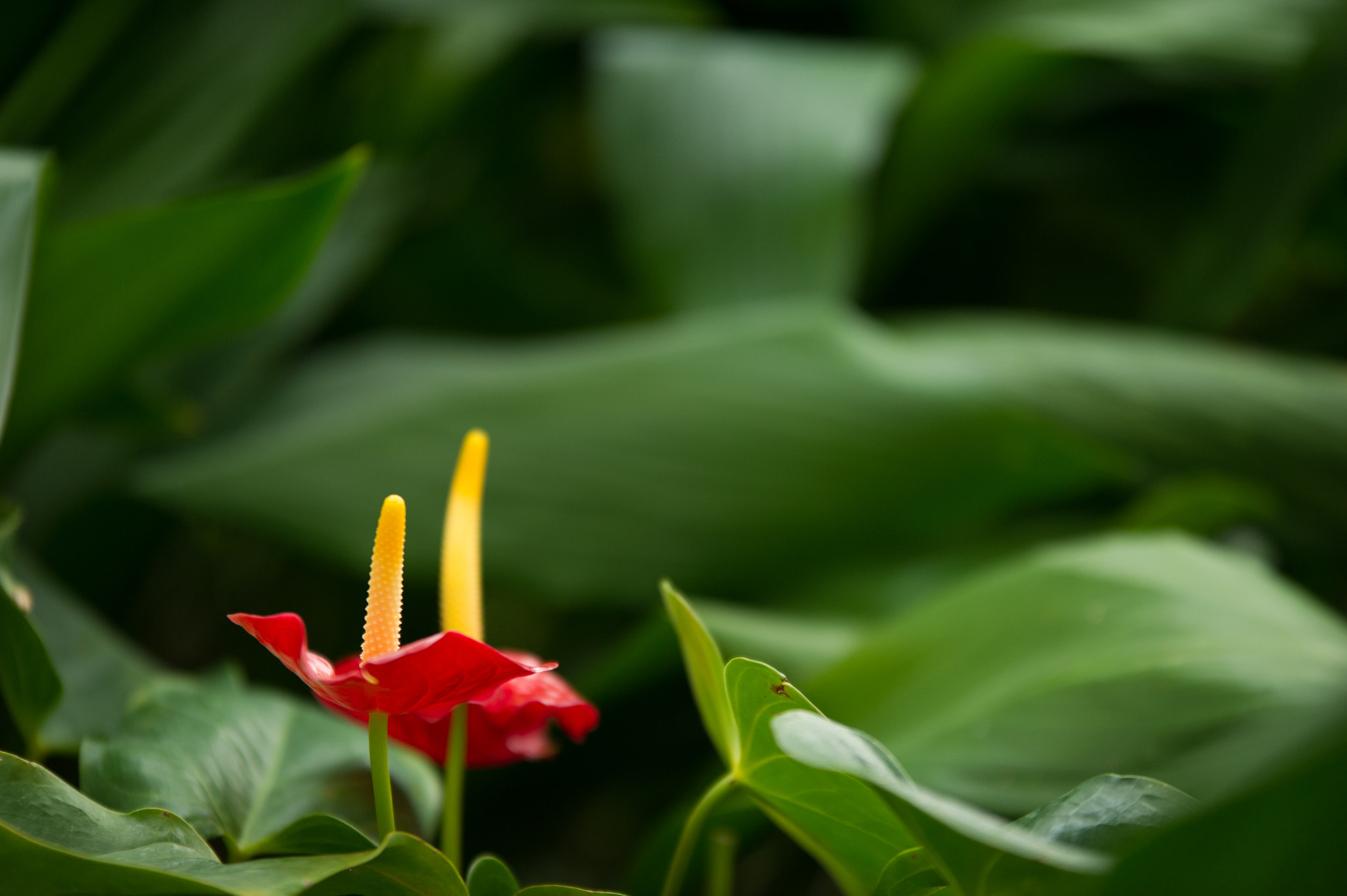 Sigma 70-200mm F2.8 EX DG OS HSM sample photo. Red, yellow and green photography