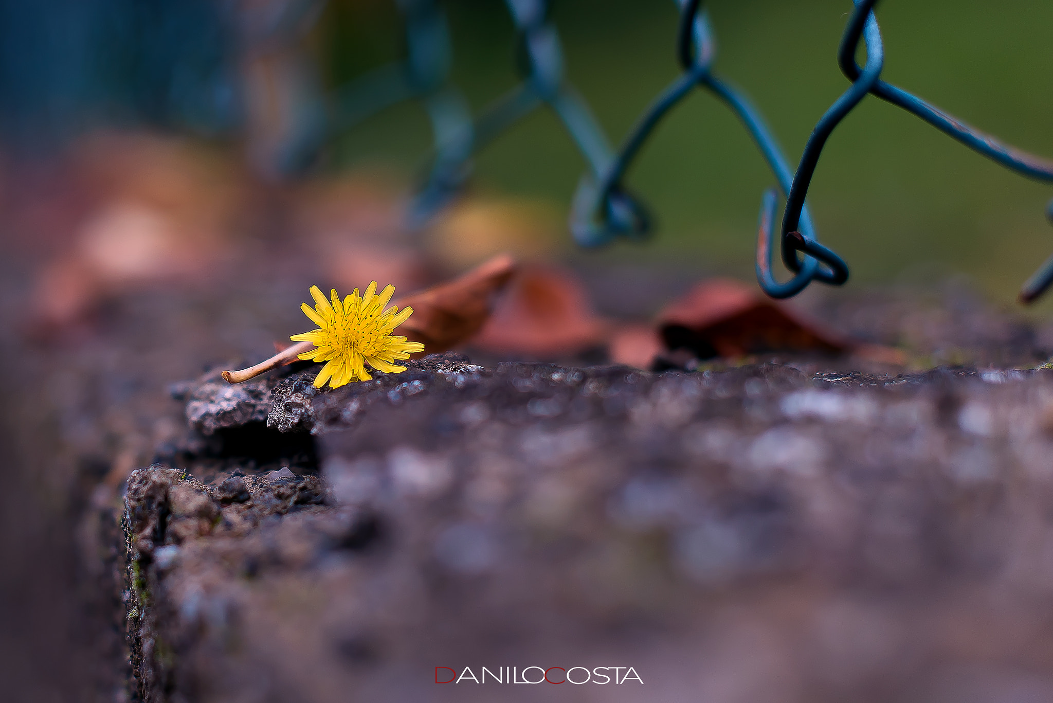 Nikon D810 + Nikon AF-S Nikkor 50mm F1.4G sample photo. Ds photography