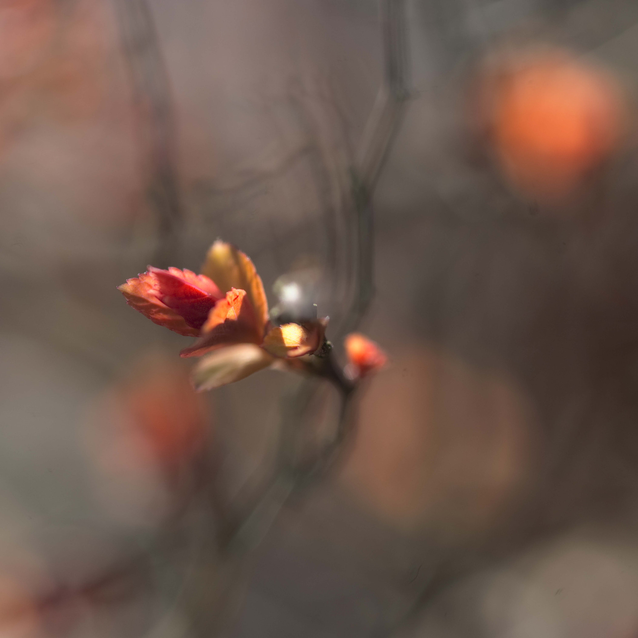 Nikon D3 sample photo. Blmrood photography