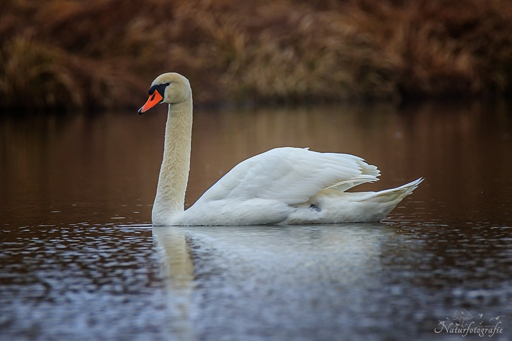 Tamron SP 150-600mm F5-6.3 Di VC USD sample photo. Höckerschwan photography