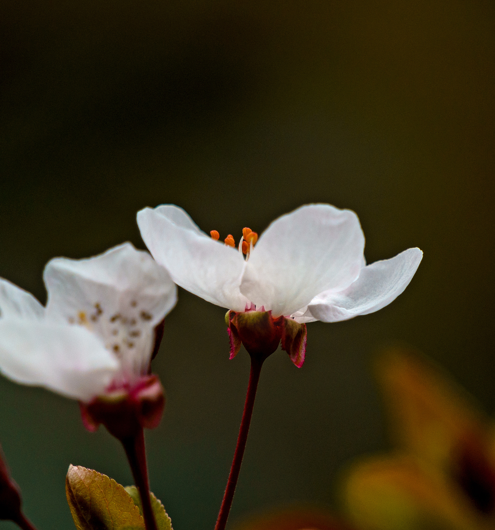 Sony FE 70-300mm F4.5-5.6 G OSS sample photo. Hide pistil photography