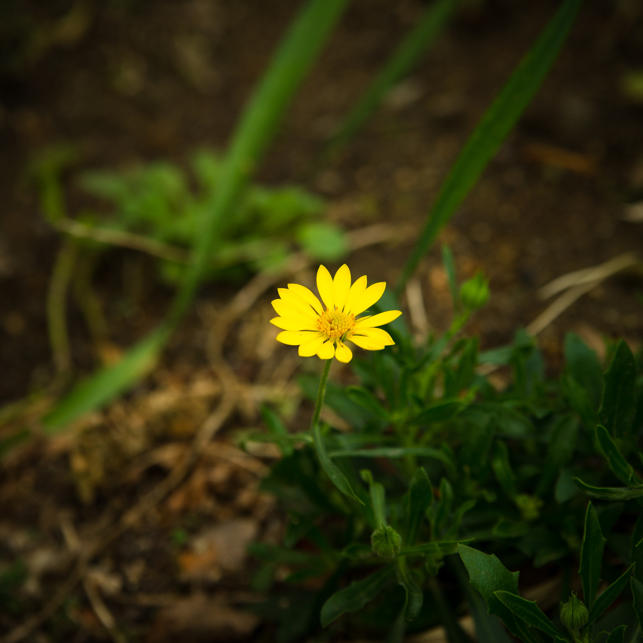 Nikon D3S + Sigma 70-200mm F2.8 EX DG OS HSM sample photo. Spring smile :) photography