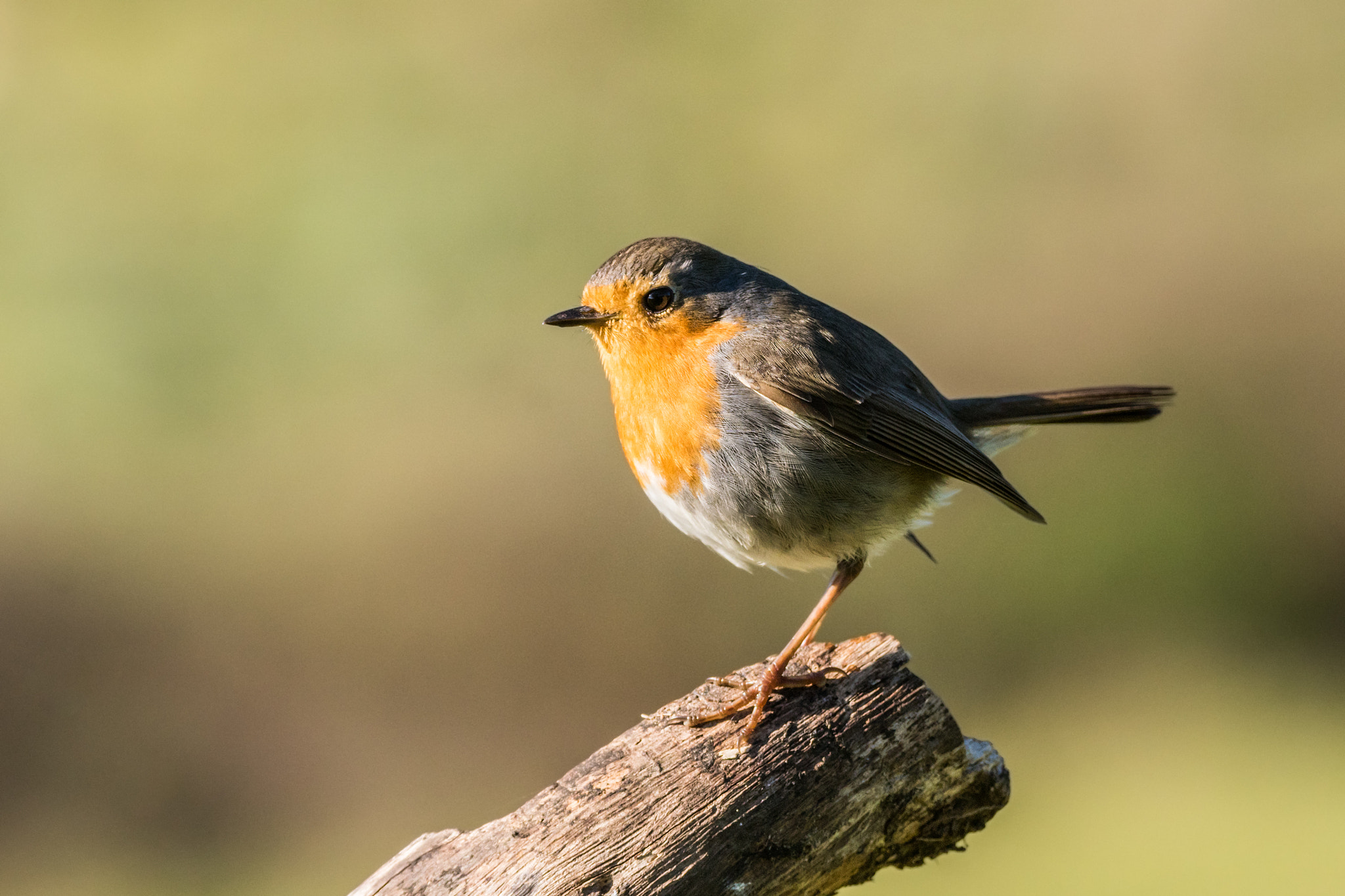 Sony ILCA-77M2 + Tamron SP 150-600mm F5-6.3 Di VC USD sample photo. Erithacus rubecula photography