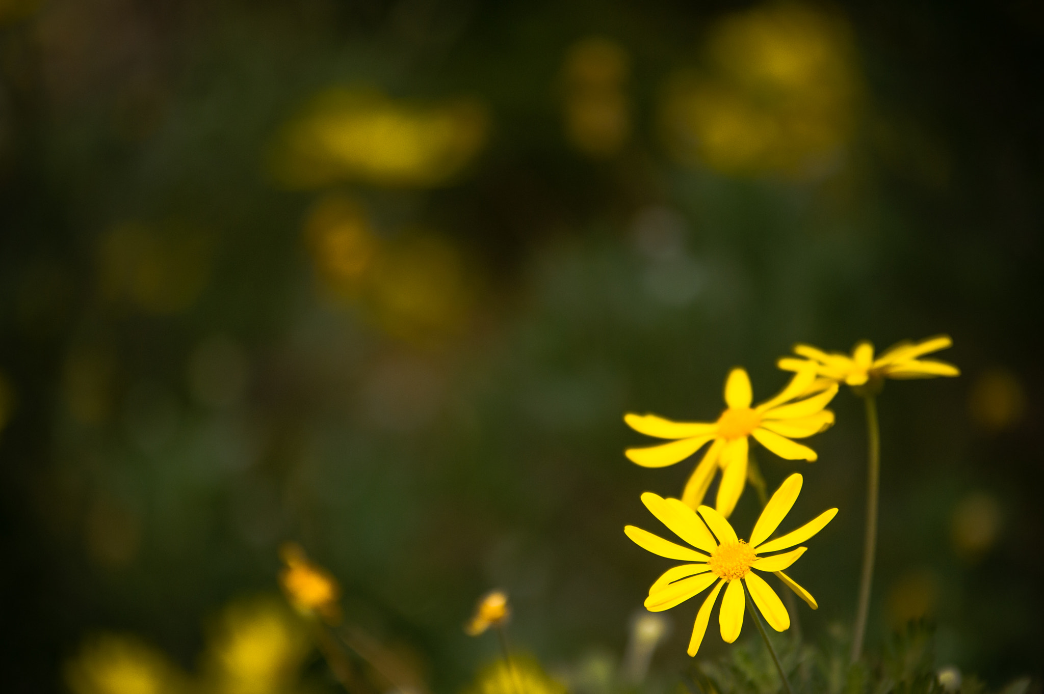 Sigma 70-200mm F2.8 EX DG OS HSM sample photo. Yellow butterflies photography