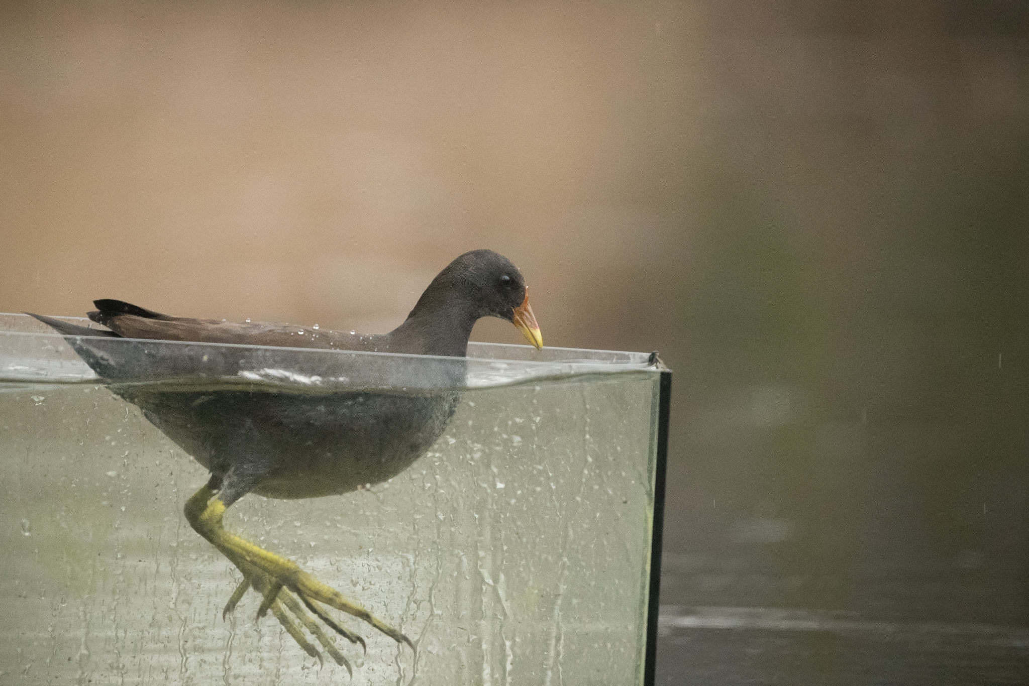 Canon EOS-1D X Mark II sample photo. Give nature some space! photography