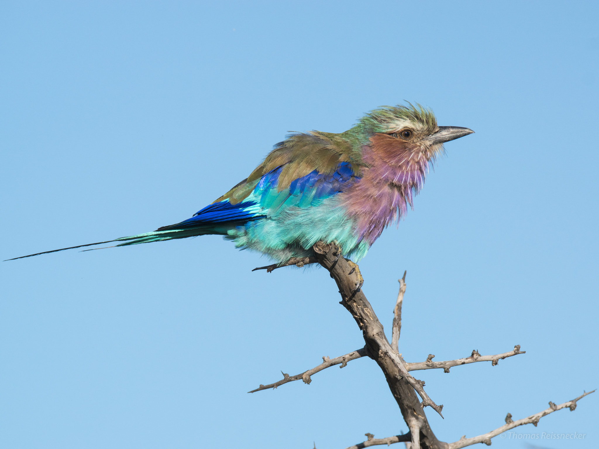 Sony ILCA-77M2 + Tamron SP 150-600mm F5-6.3 Di VC USD sample photo. Lilac breasted roller photography