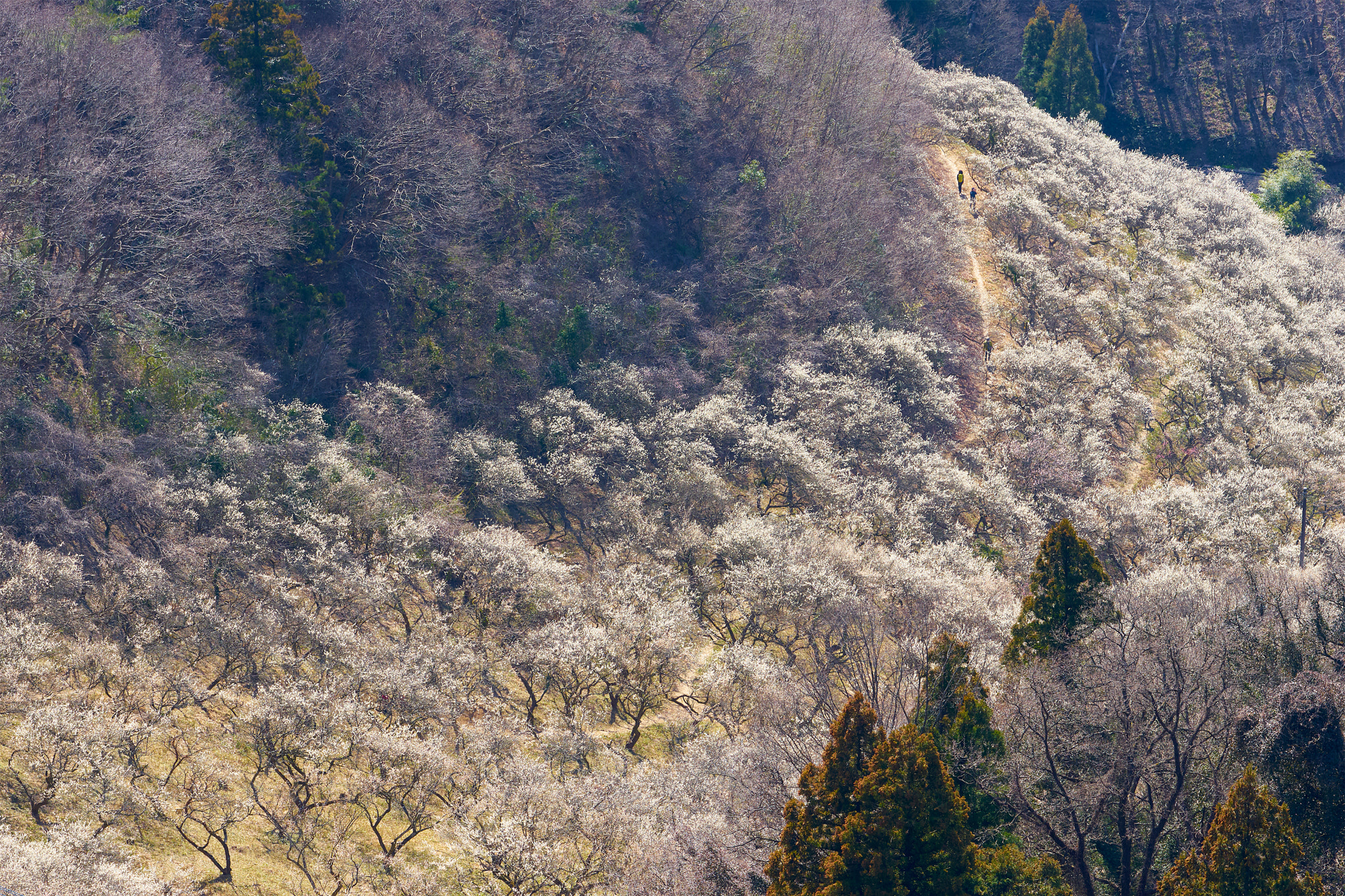 Sony a7 II sample photo. Trails in a white plum orchard photography