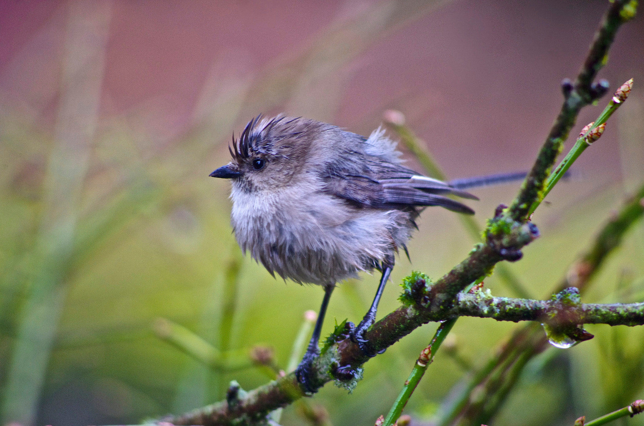 Pentax K-5 sample photo. Four grams soaking wet photography