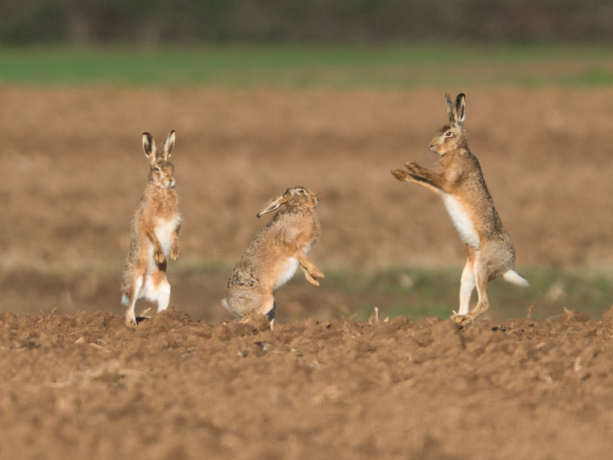 OLYMPUS 300mm Lens sample photo. Dancing hare photography