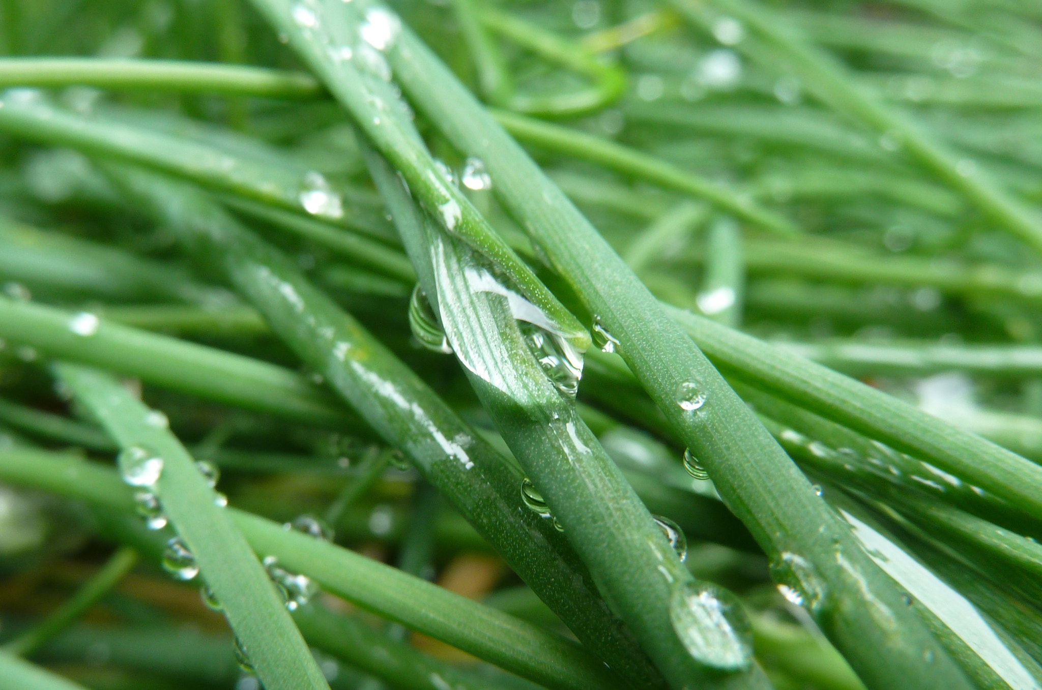 Leica V-Lux 20 sample photo. Mildew grass closeup photography