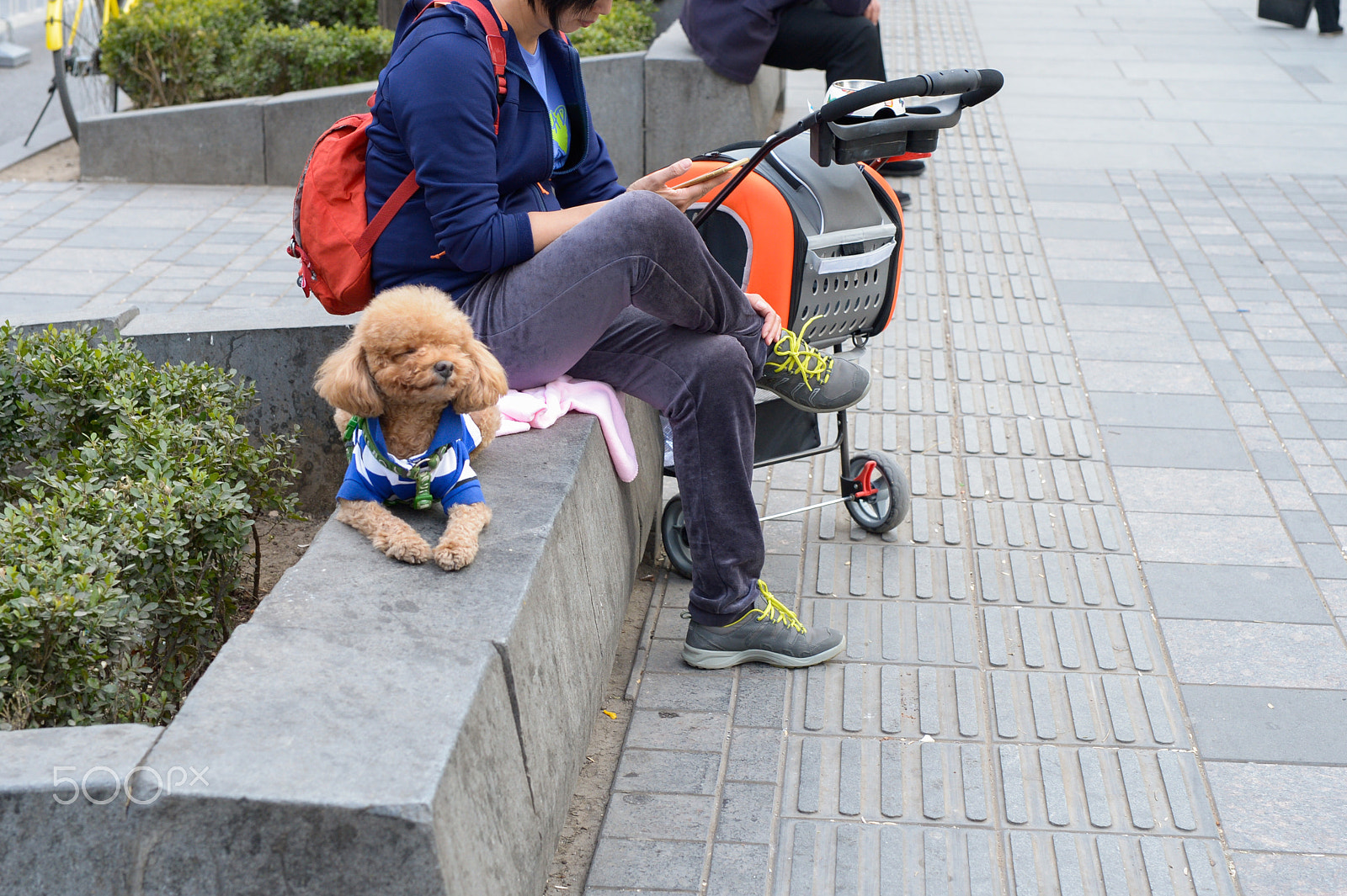 Nikon Df + Sigma 50mm F1.4 DG HSM Art sample photo. With the dog for a walk. photography