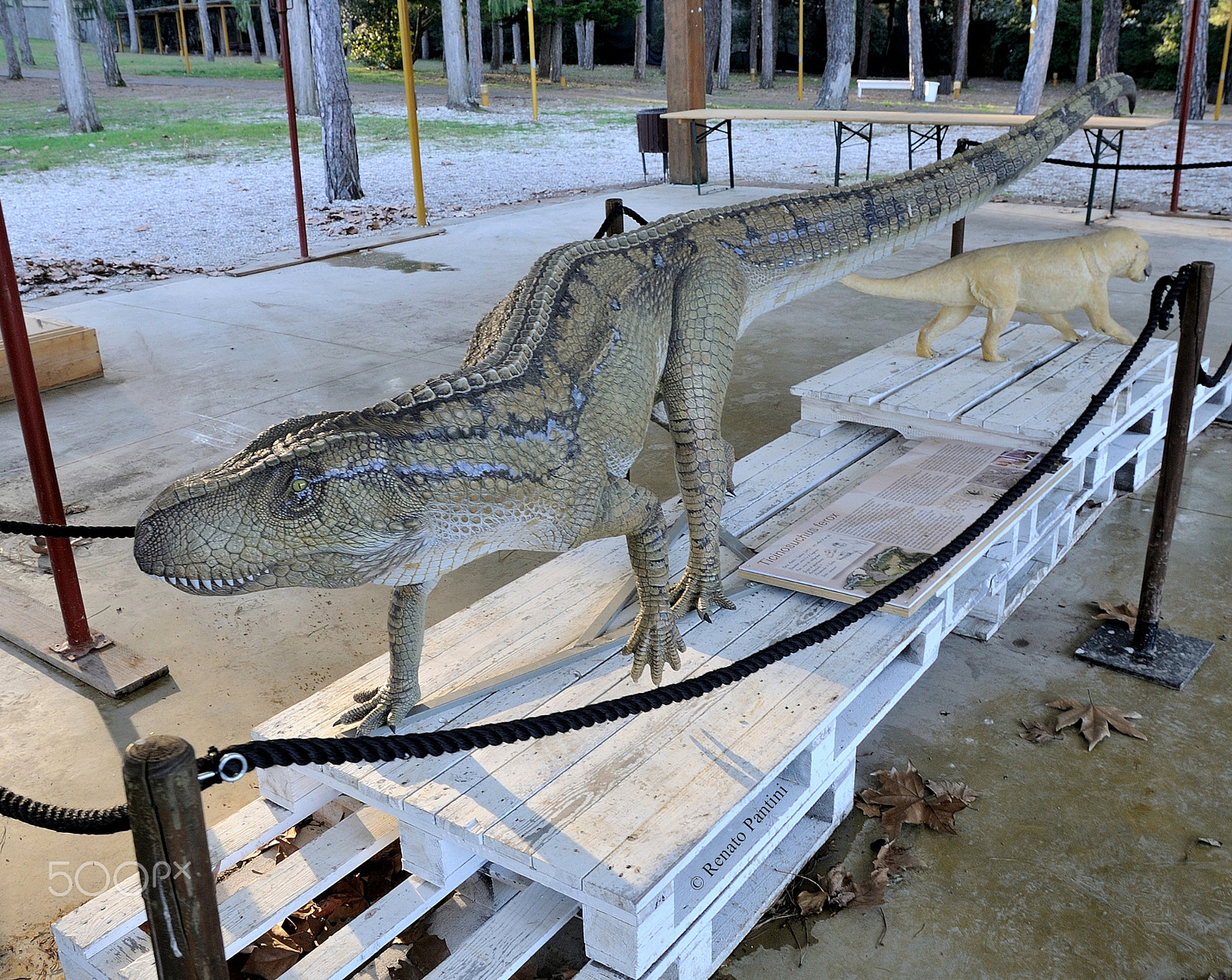 Nikon D300S sample photo. Ticinosuchus ferox. photography