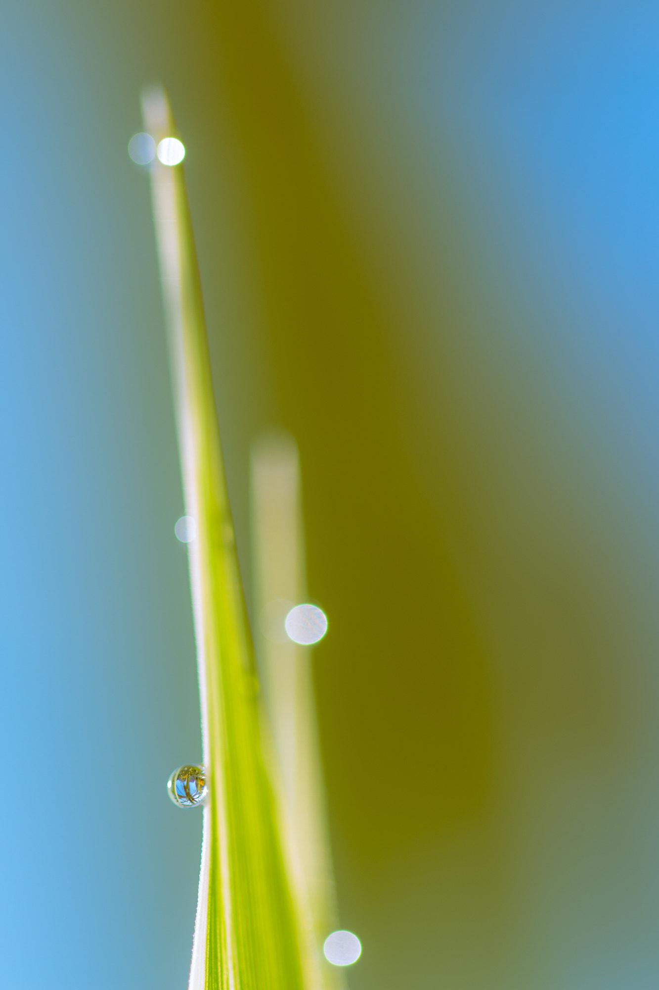 Sigma 105mm F2.8 EX DG OS HSM sample photo. Nature  photography