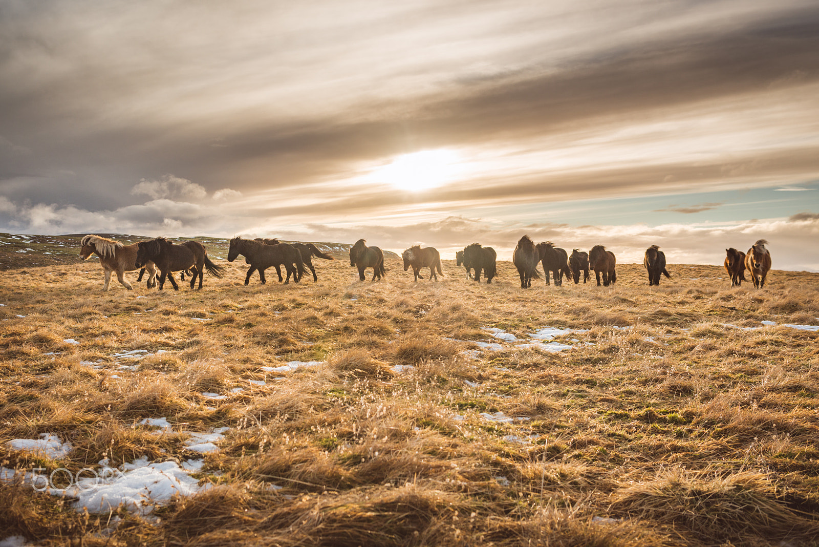 Nikon D800 + Nikon AF-S Nikkor 28mm F1.8G sample photo. Horses photography